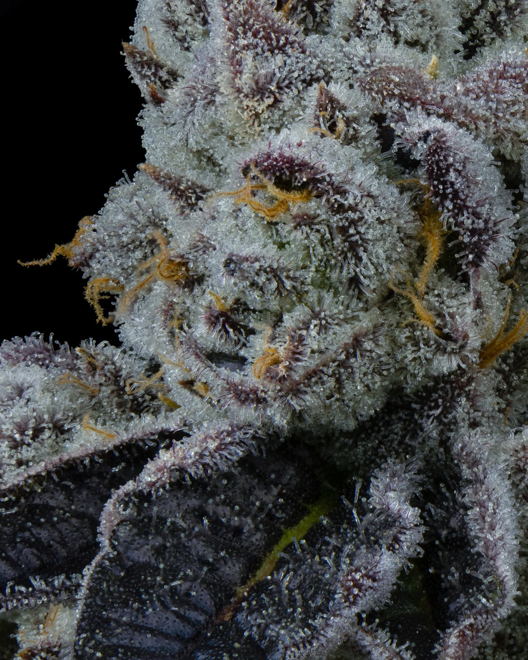 PURPATRON - EXILE CANNABIS - HARVEST - 6.jpg