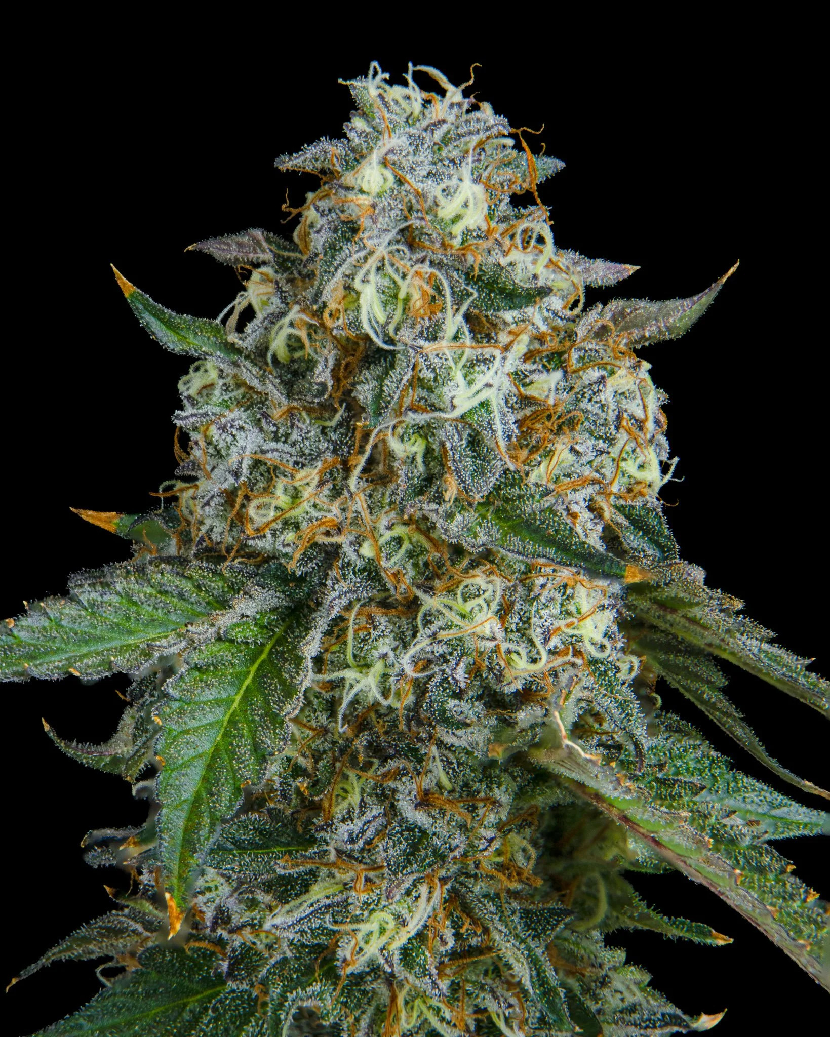 GARLIC C - RIVERISDE VIBES - HARVEST SHOOT 1-8.jpg