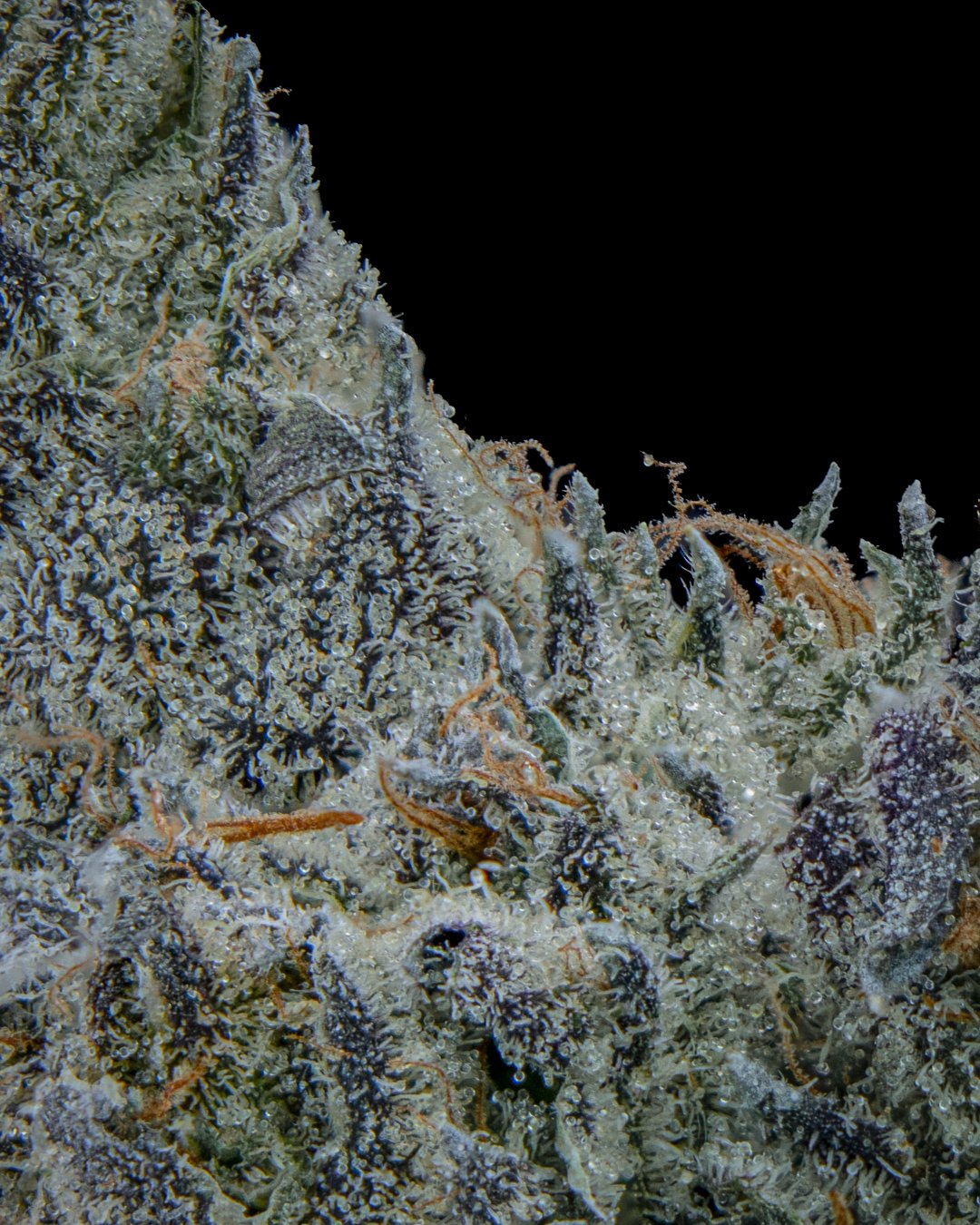 PINEAPPLE SORBET - FUNKS SHOOT 1  - CURED MENU-5.jpg