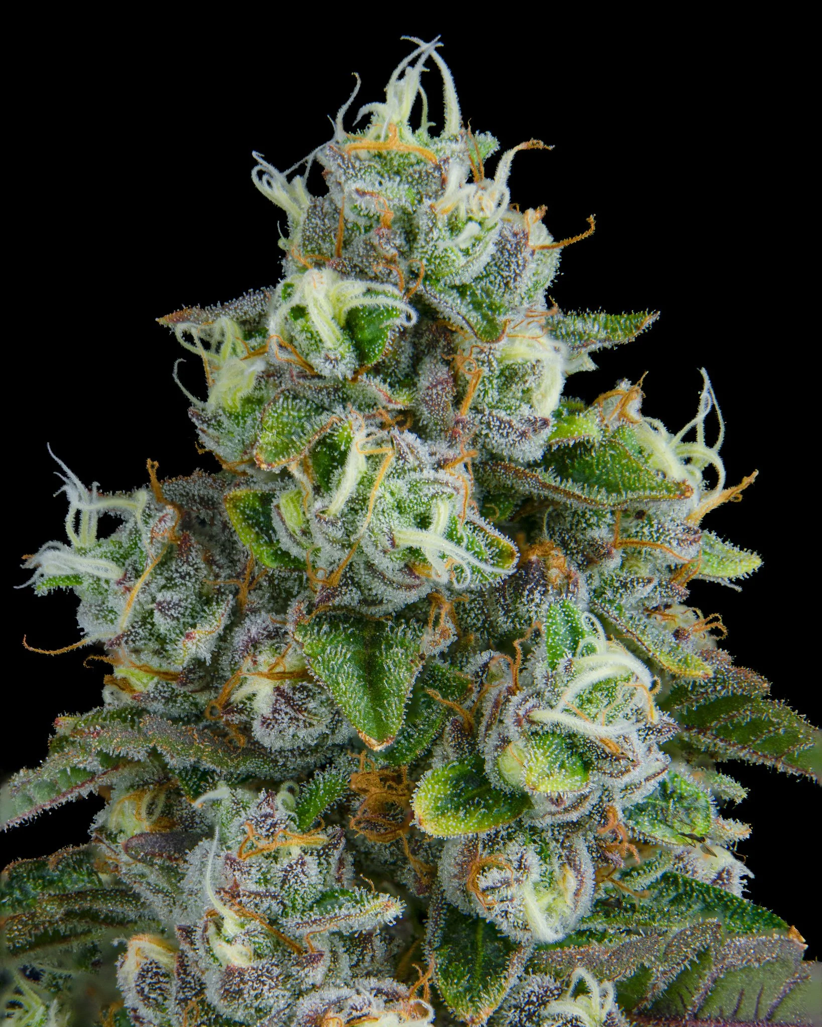 TRIPLE BURGER - RIVERISDE VIBES - HARVEST SHOOT 1-15.jpg