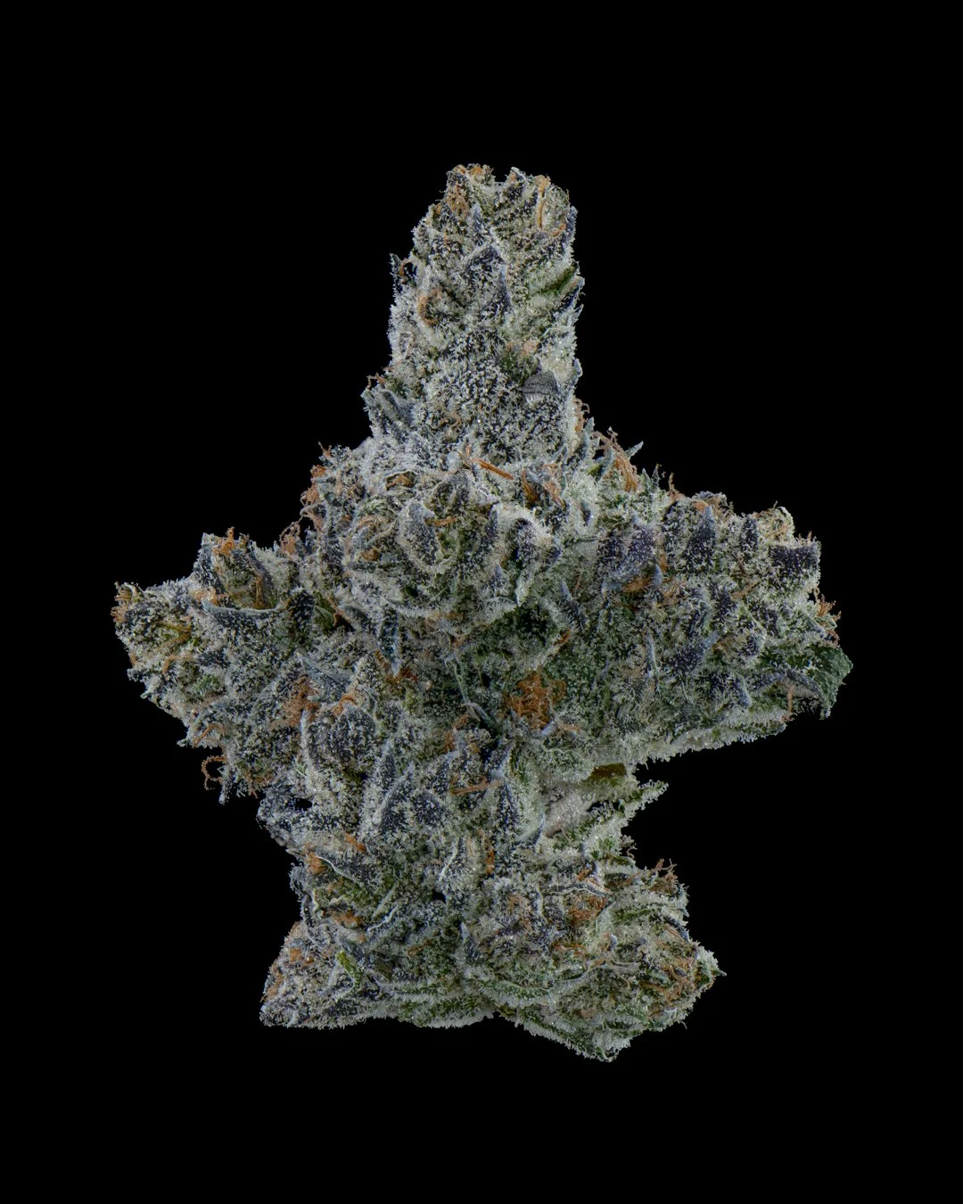 PINEAPPLE SORBET - FUNKS SHOOT 1  - CURED MENU-2.jpg