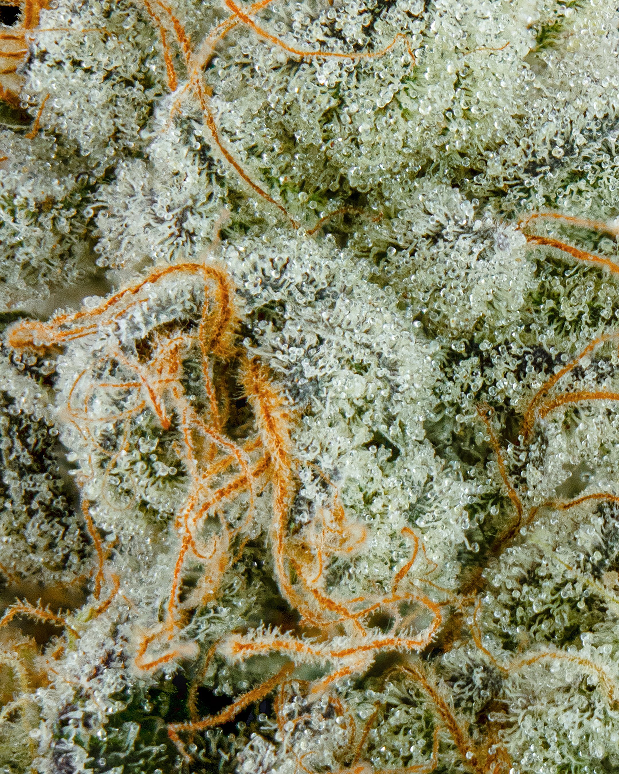 FGS - BUTTERCREAM - MACRO-2.jpg