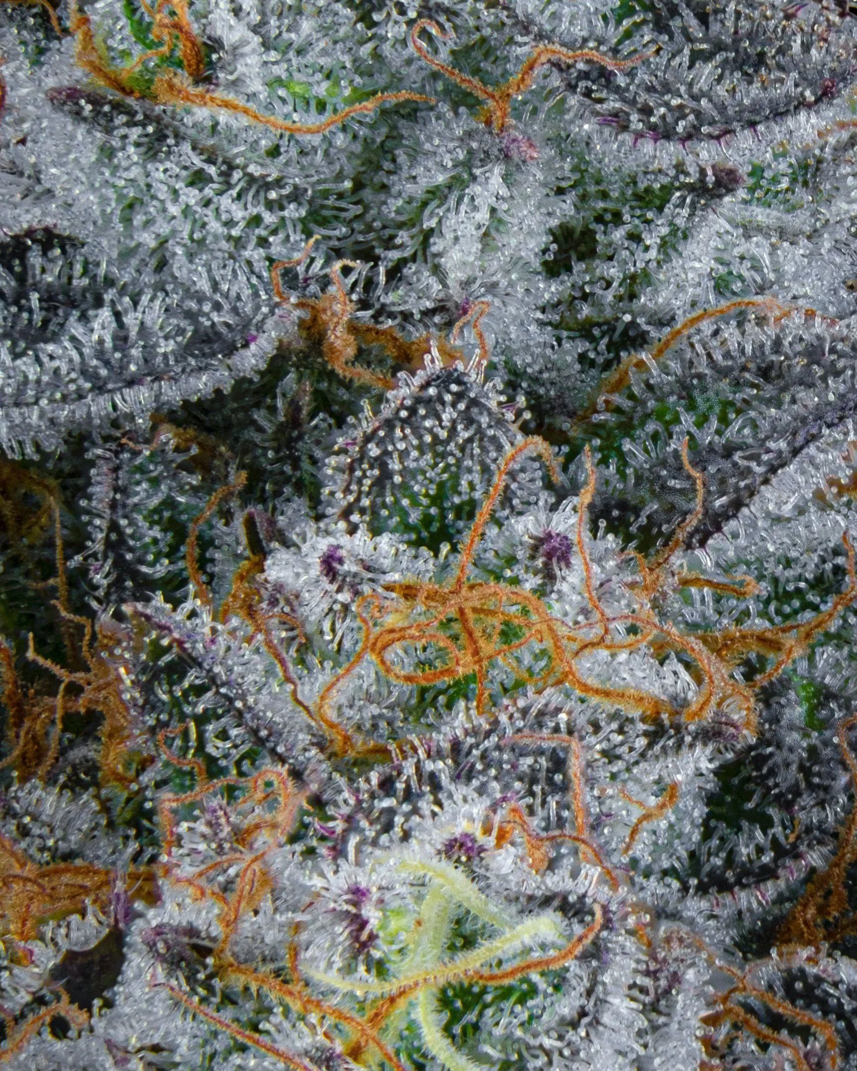 FIRE FRESH B19 HARVEST - FTK - WEB-10.jpg