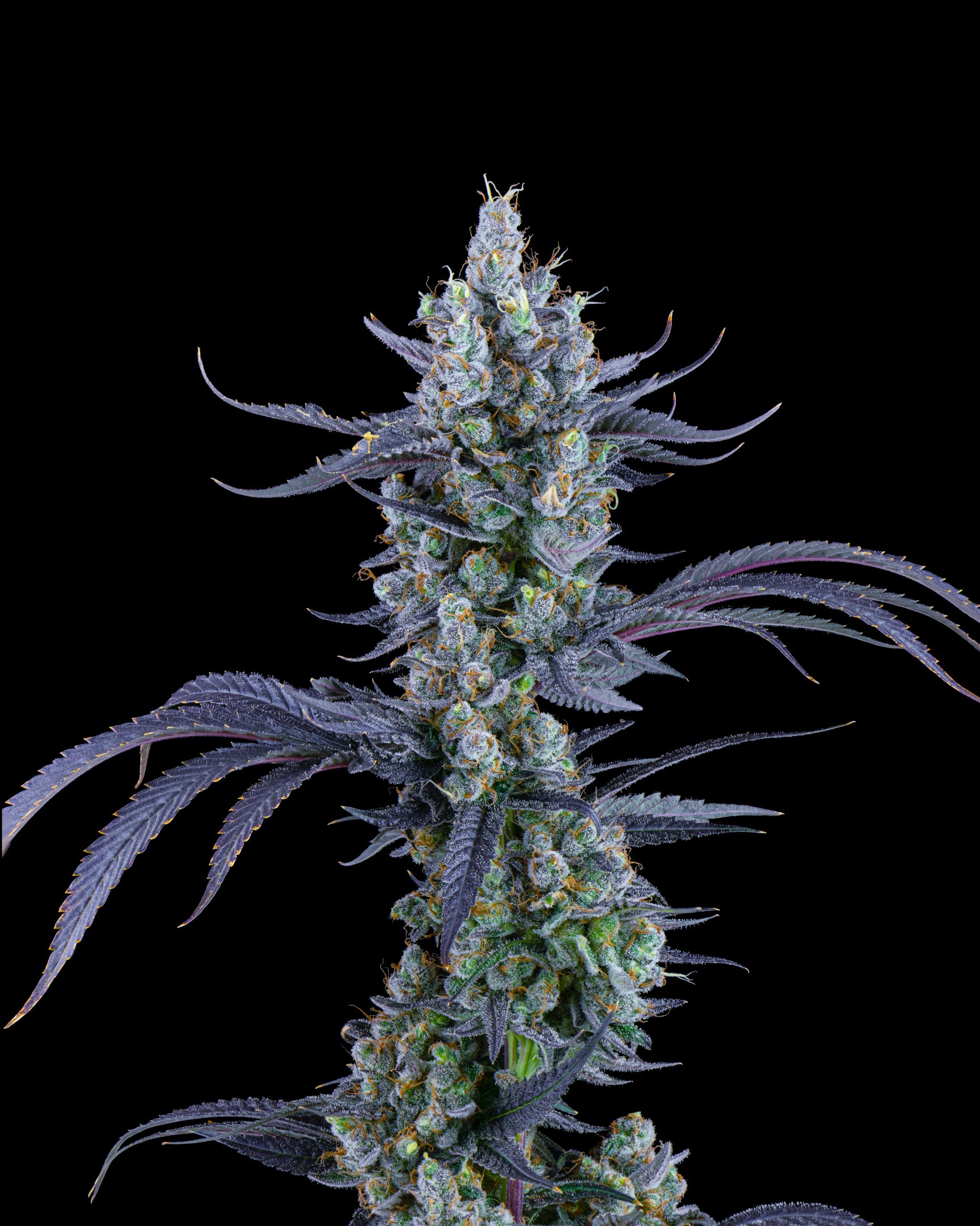 BLUE LOBSTER FFF 26-B1-2.jpg