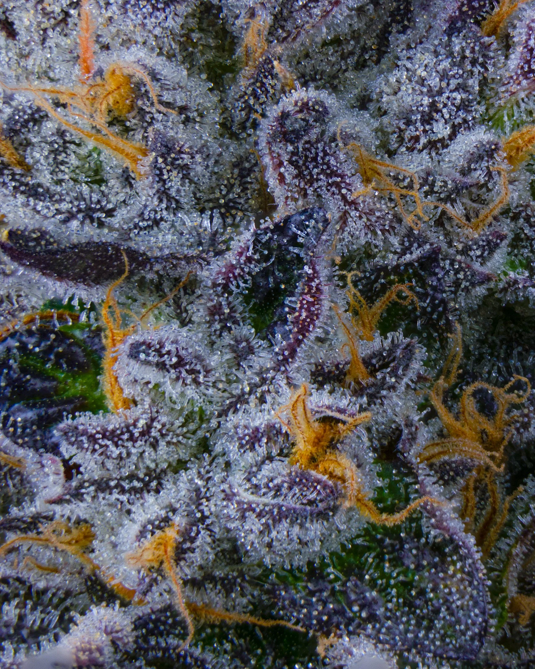 8%22 BAGEL EDIT UPDATE - EXILE CANNABIS SHOOT 1-2.jpg