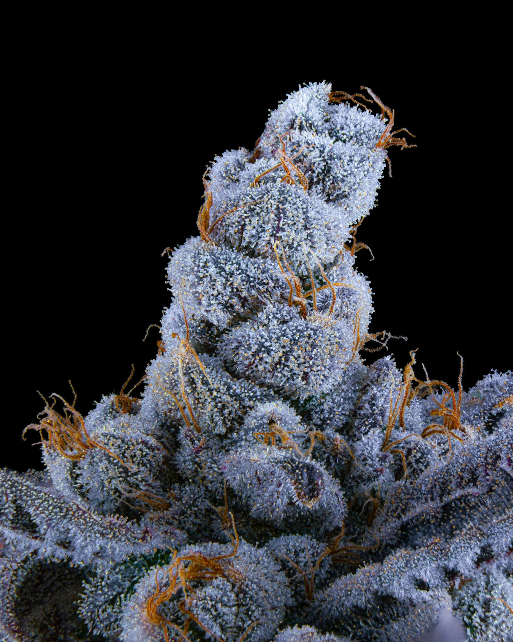 JANKY BREATH FFF 26-B1-3.jpg