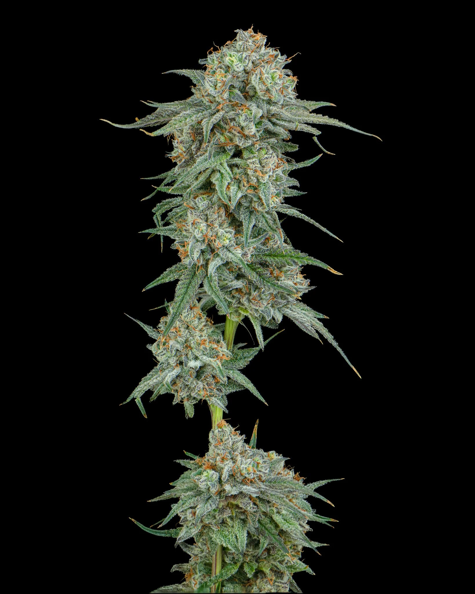 FRUITACIOUS D - RIVERISDE VIBES - HARVEST SHOOT 1-4.jpg