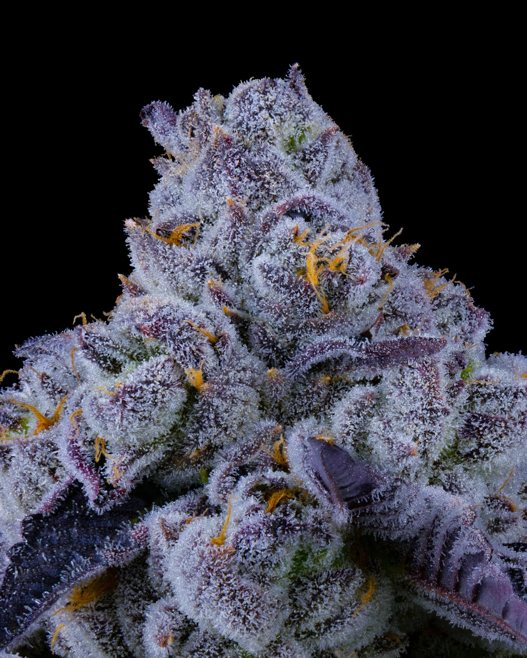 PURPATRON EDIT UPDATE - EXILE CANNABIS SHOOT 1-9.jpg