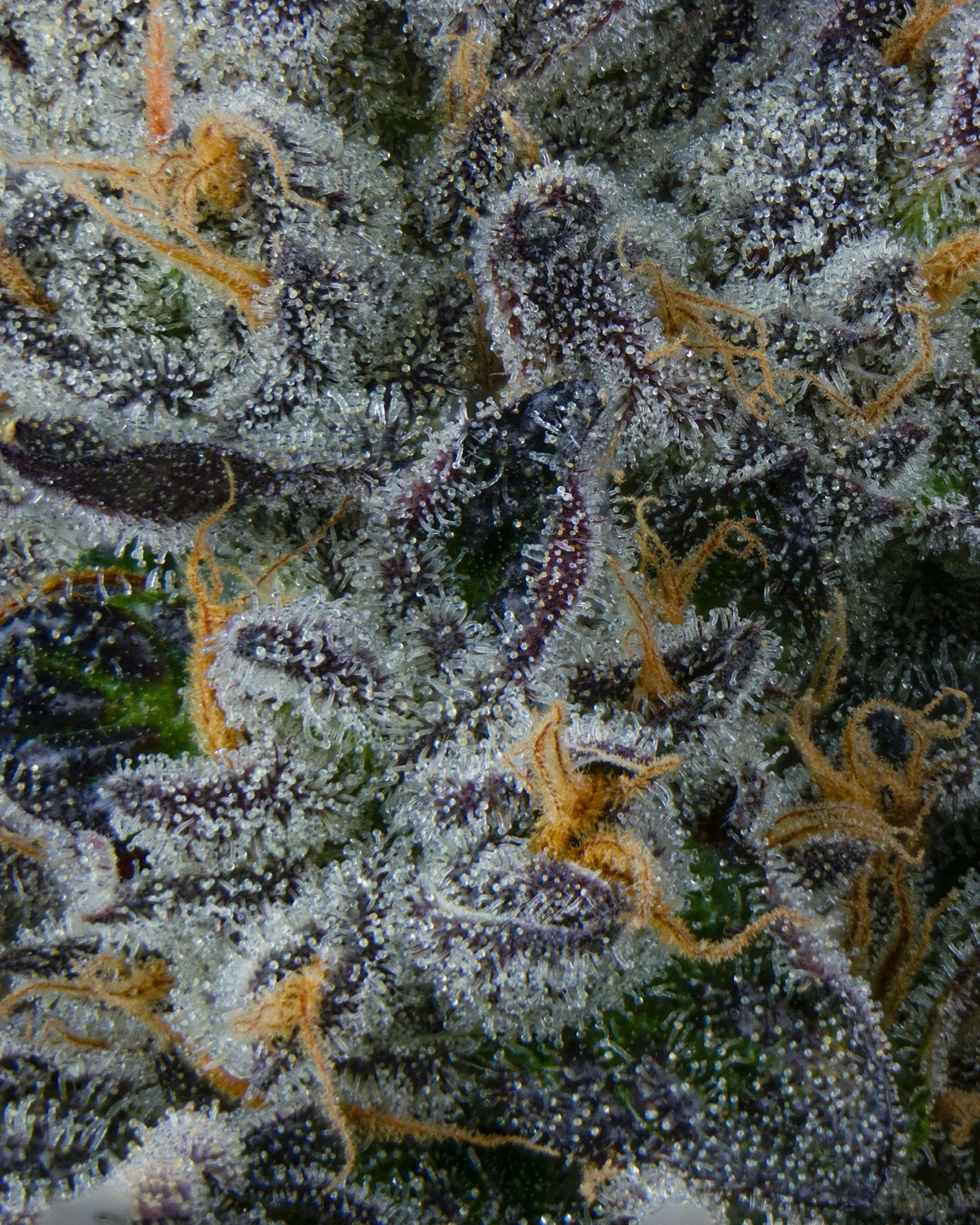 BAGEL - EXILE CANNABIS - HARVEST - 2.jpg