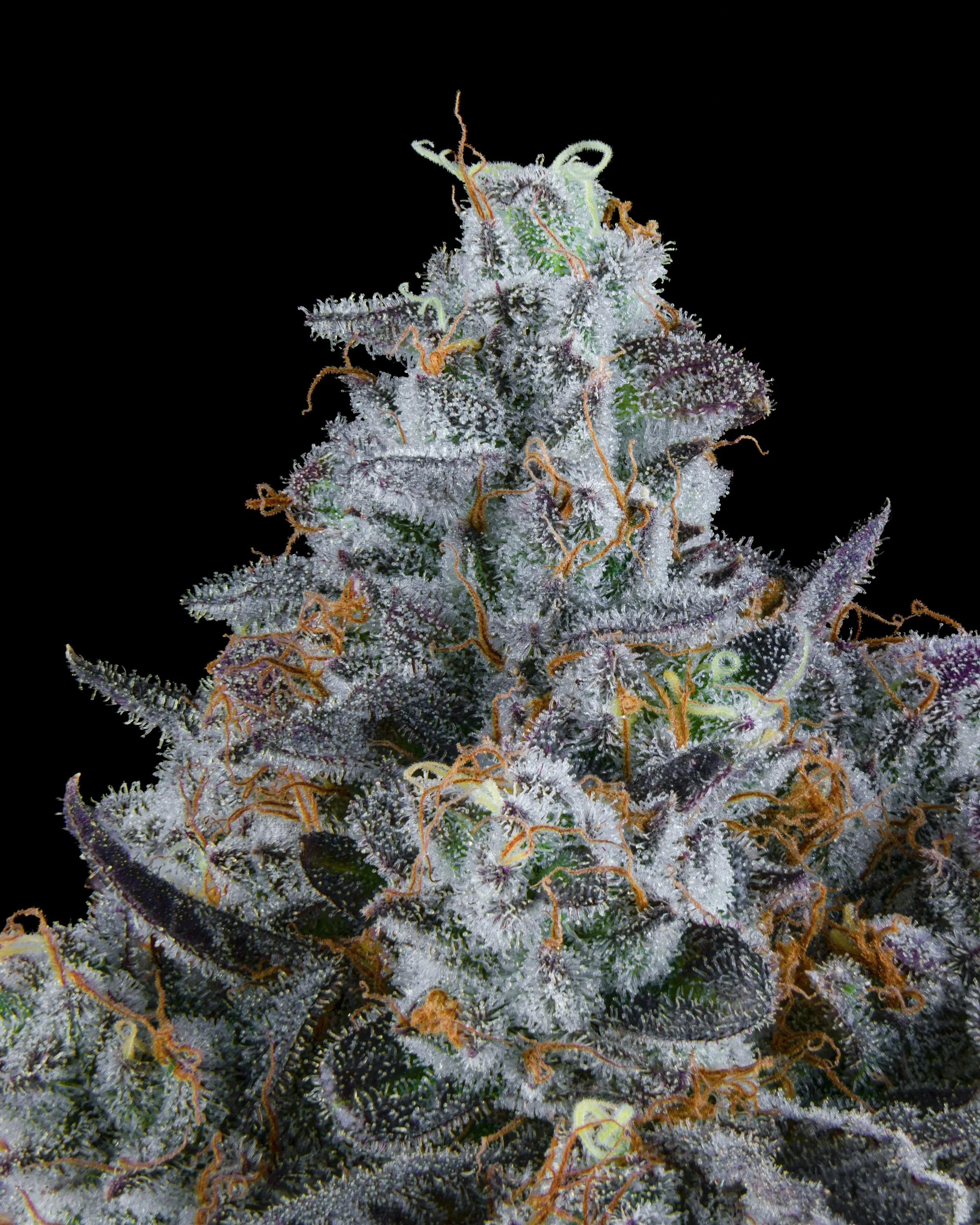 FIRE FRESH B19 HARVEST - FTK - WEB-8.jpg