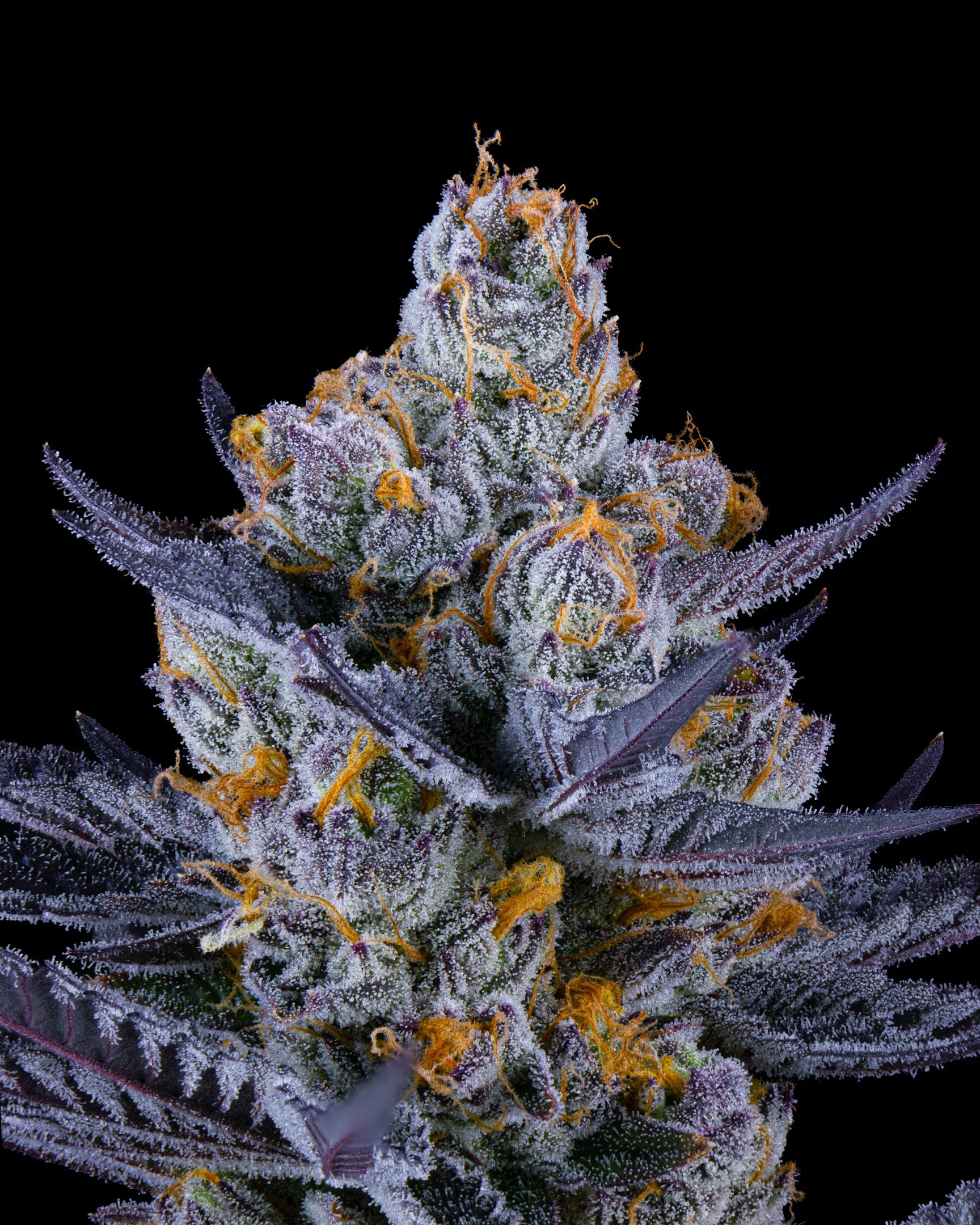 TROPICAL DREAMS FFF 26-B1-4.jpg