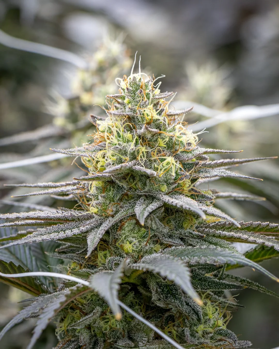 FIRE FRESH - B26-1 - BLOOM WK6-5.jpg