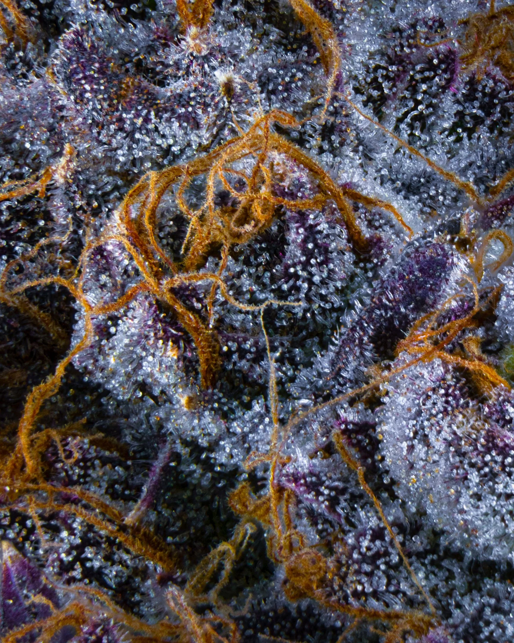 WHITE SKUNK FFF 26-B1-9.jpg