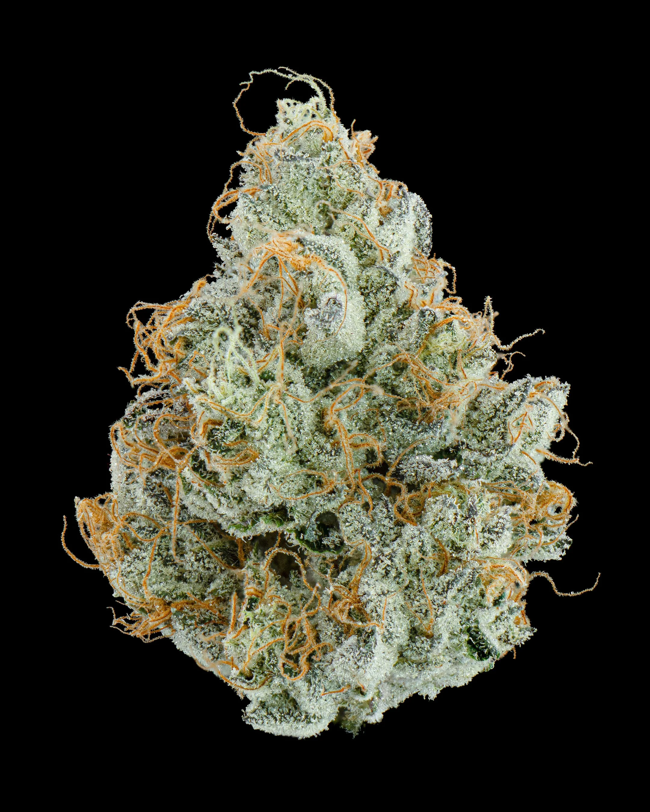 FGS - BUTTERCREAM - SINGLE.jpg