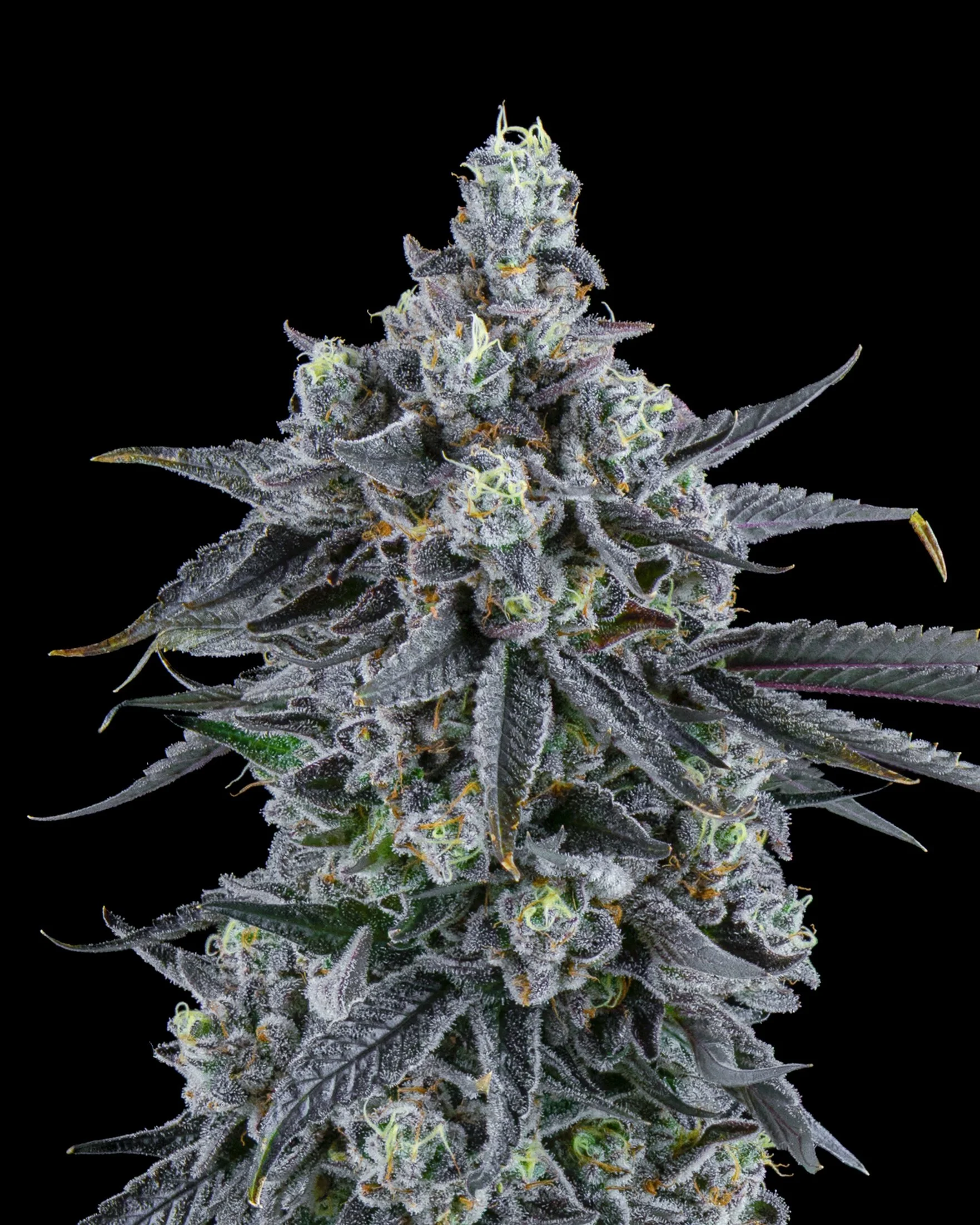 FIRE FRESH B19 HARVEST - FB - WEB-2.jpg
