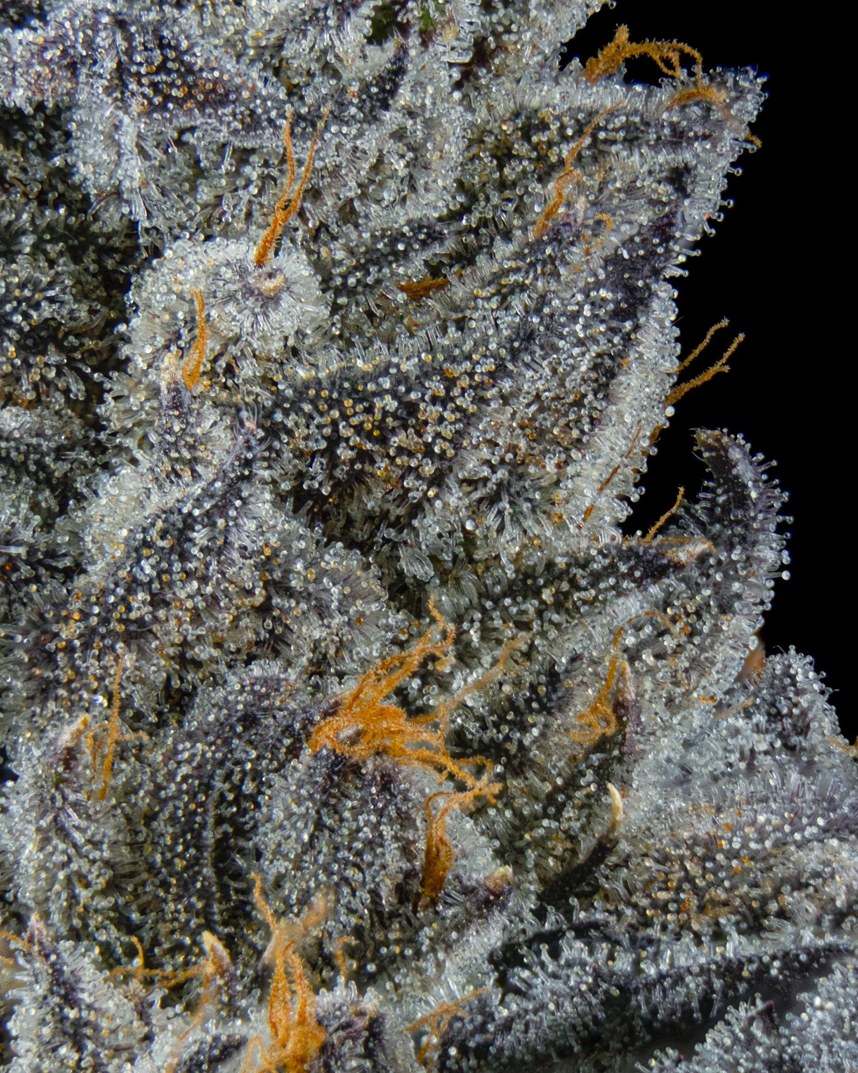 CRUNCH - EXILE CANNABIS - HARVEST - 9.jpg