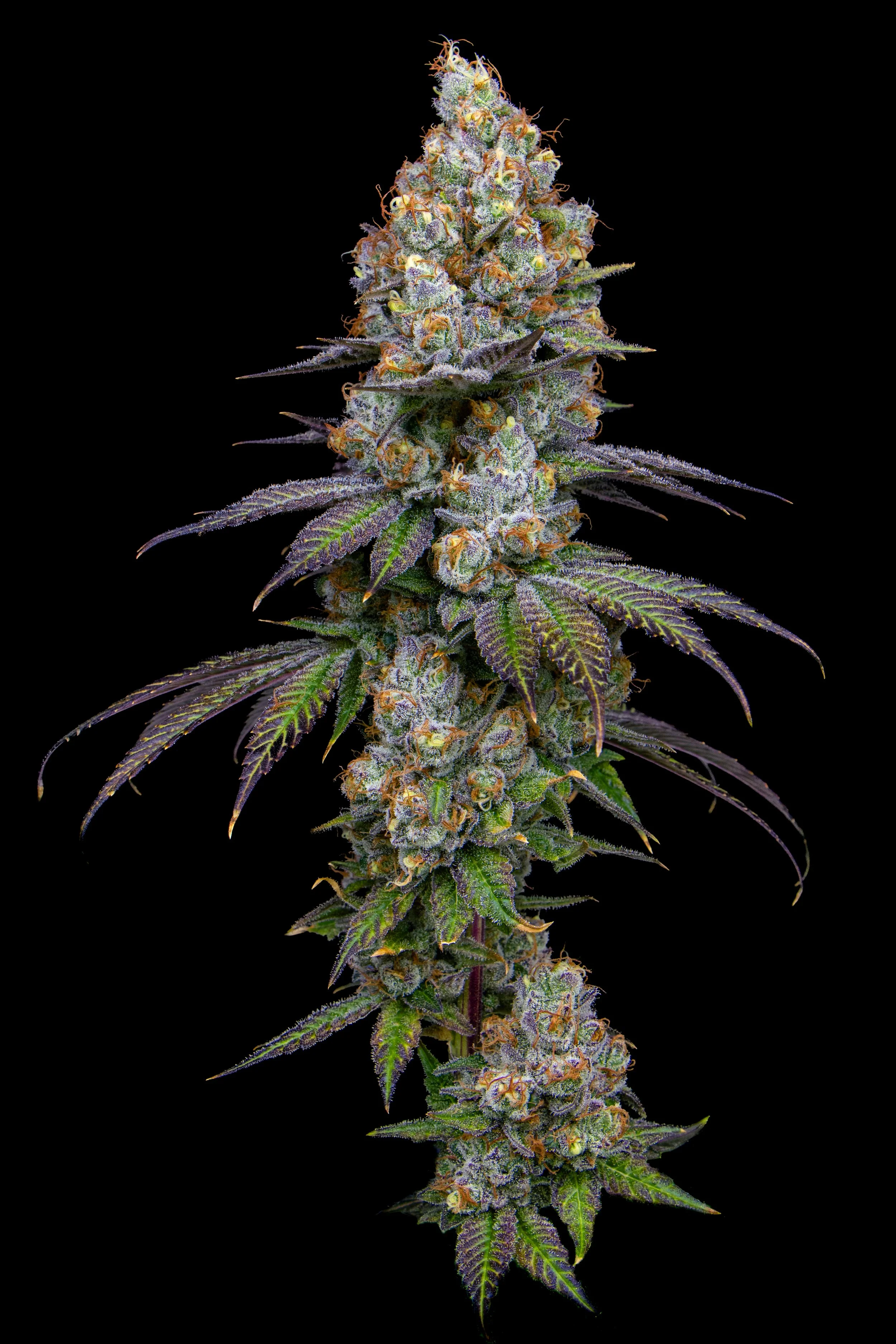 CGC B15 HARVEST-2.jpg