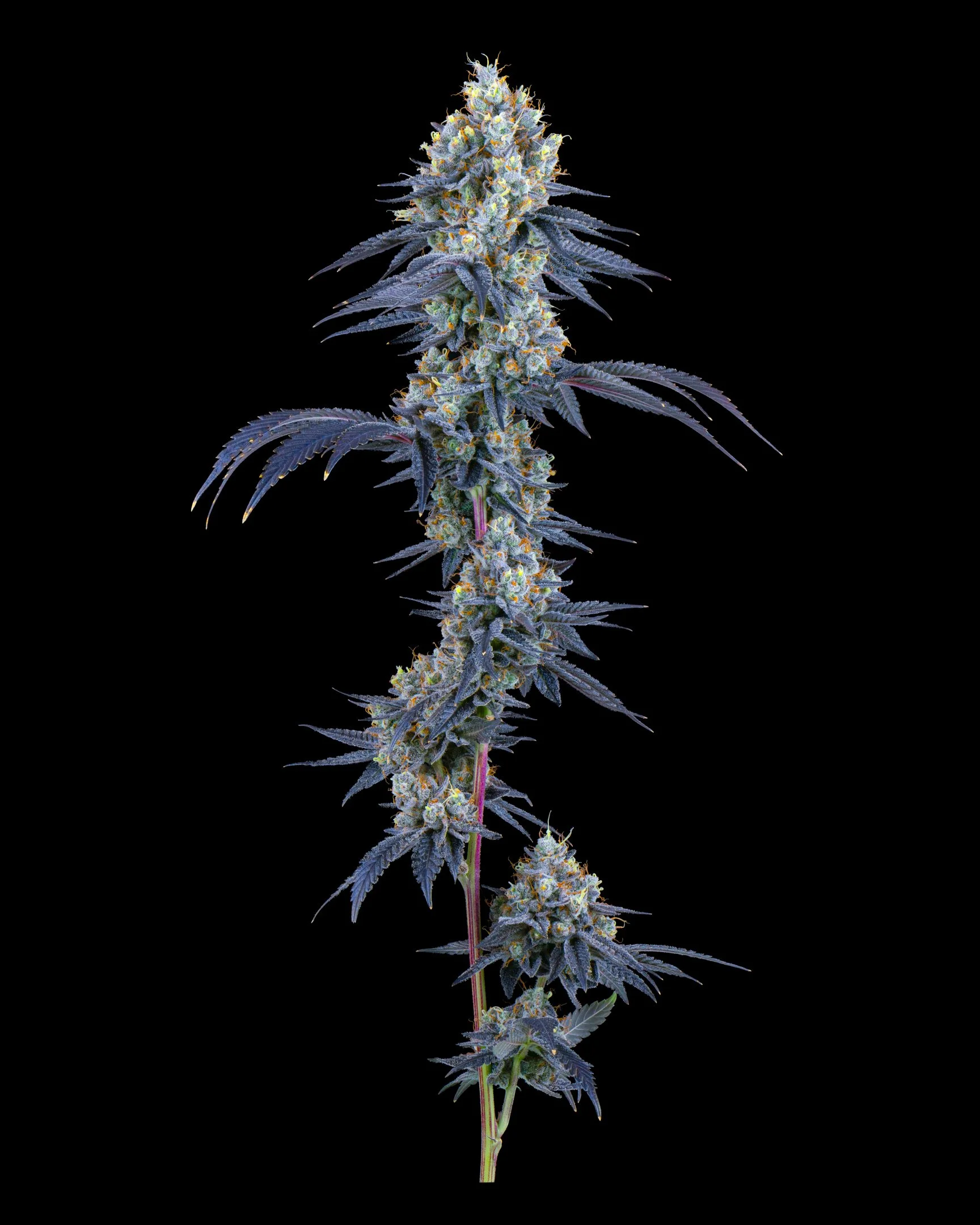 Z GUSHERS FFF 26-B1.jpg