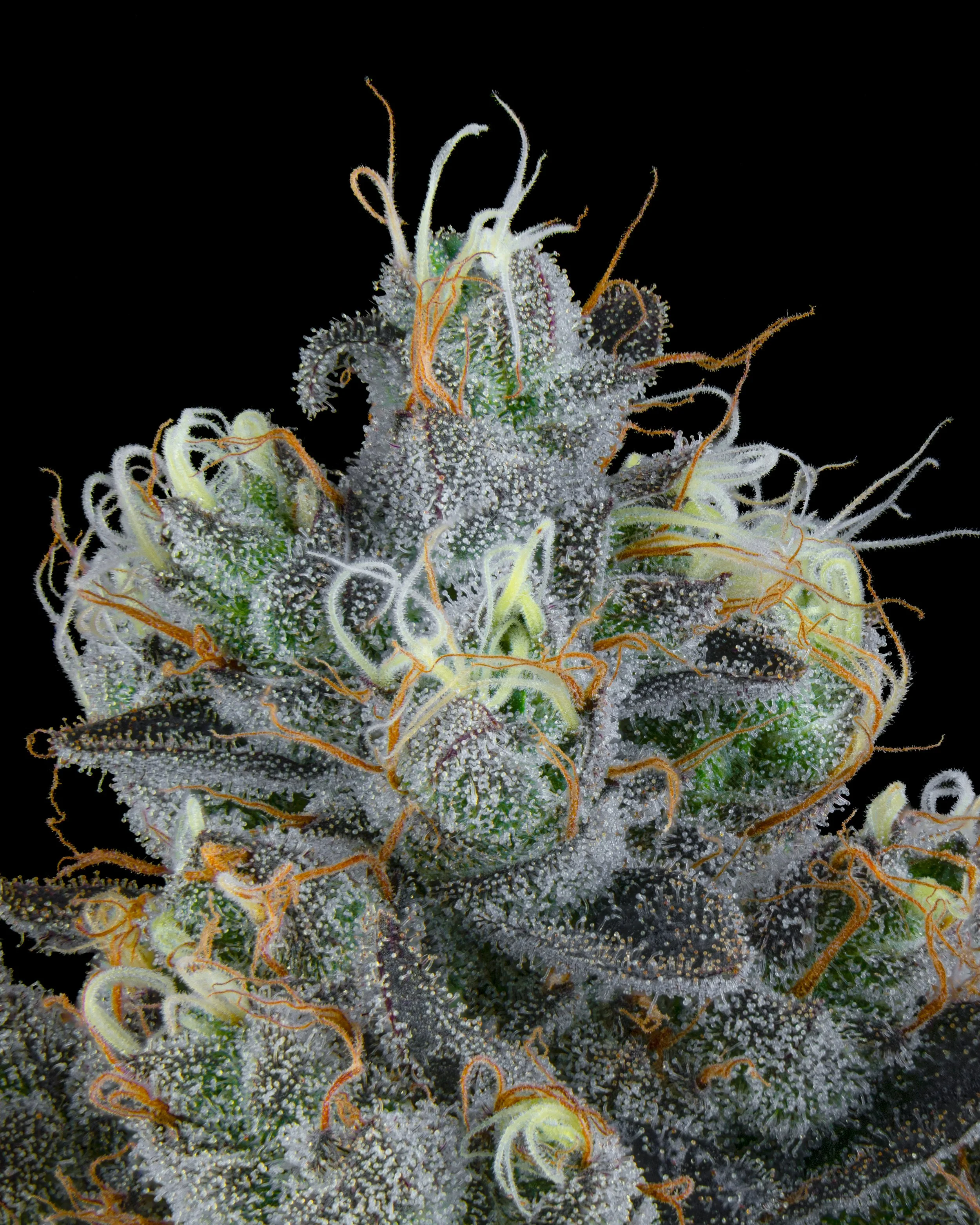FIRE FRESH B19 HARVEST - ZG-6.jpg
