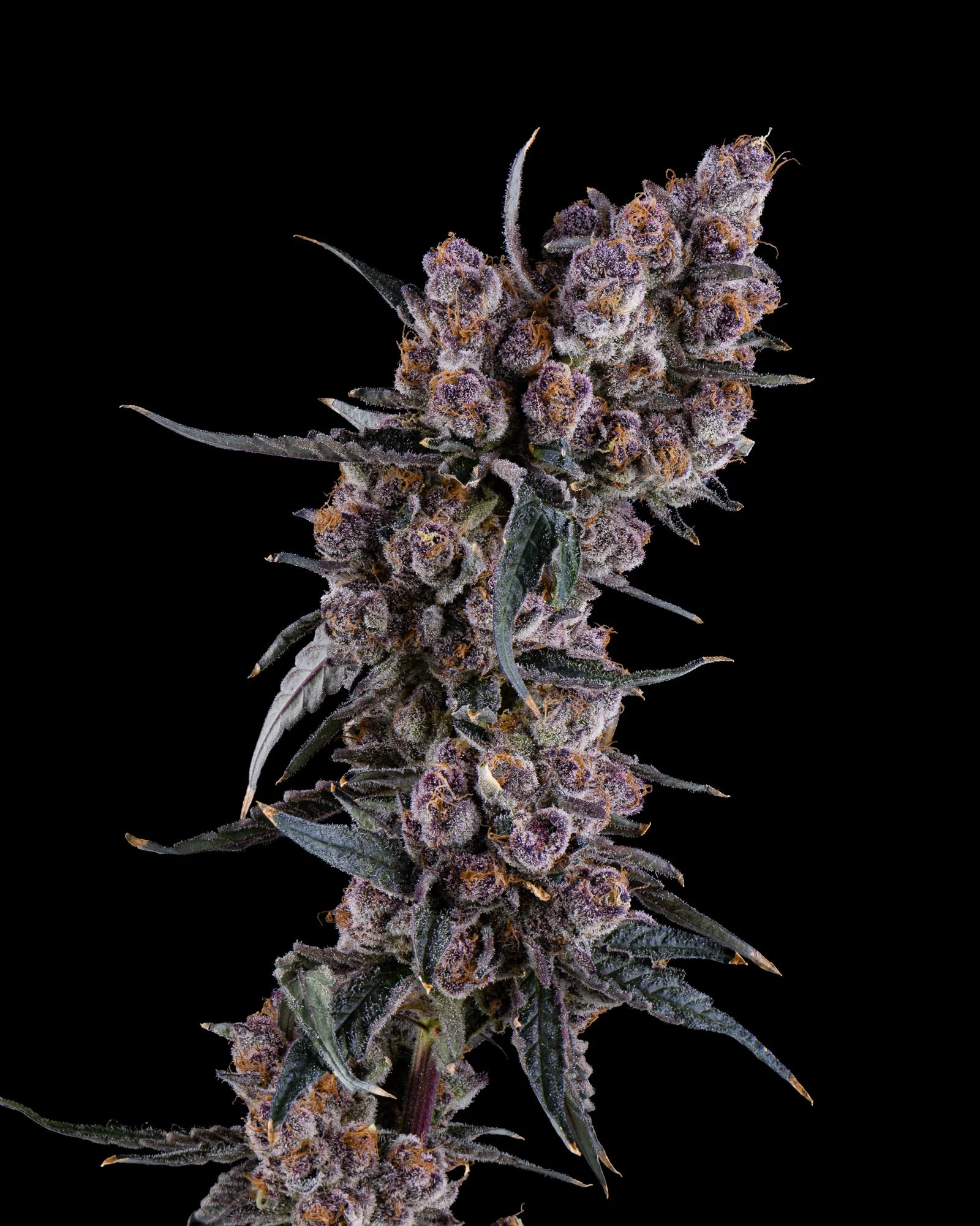 RIVERSIDE VIBES - HARVEST 2 - BLOCKBERRY-3.jpg