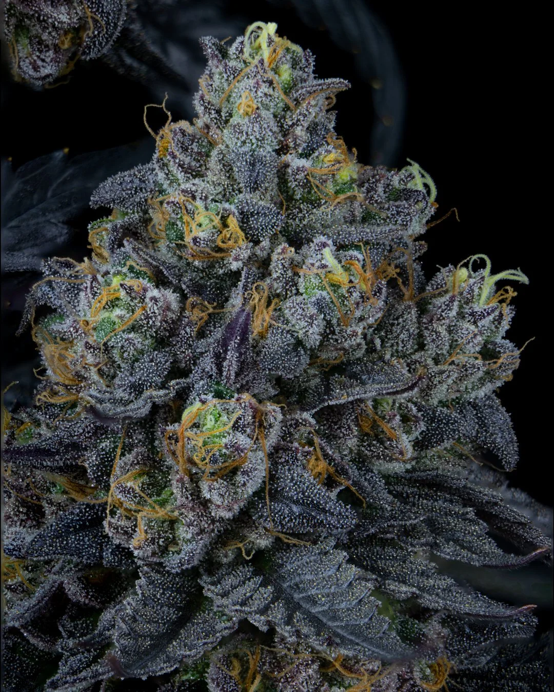 mochi gelato harvest.jpg