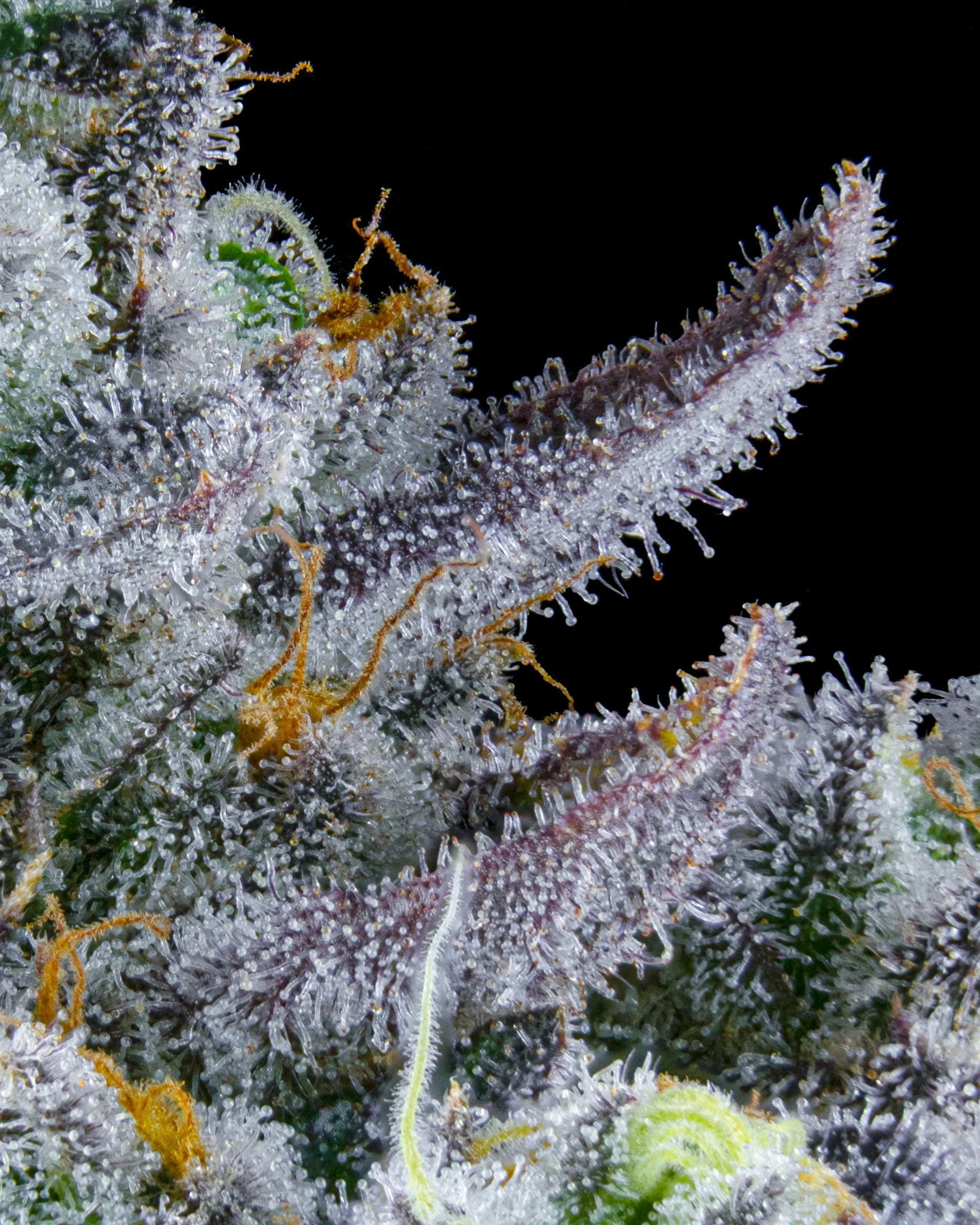 FIRE FRESH B19 HARVEST - FB - WEB-9.jpg