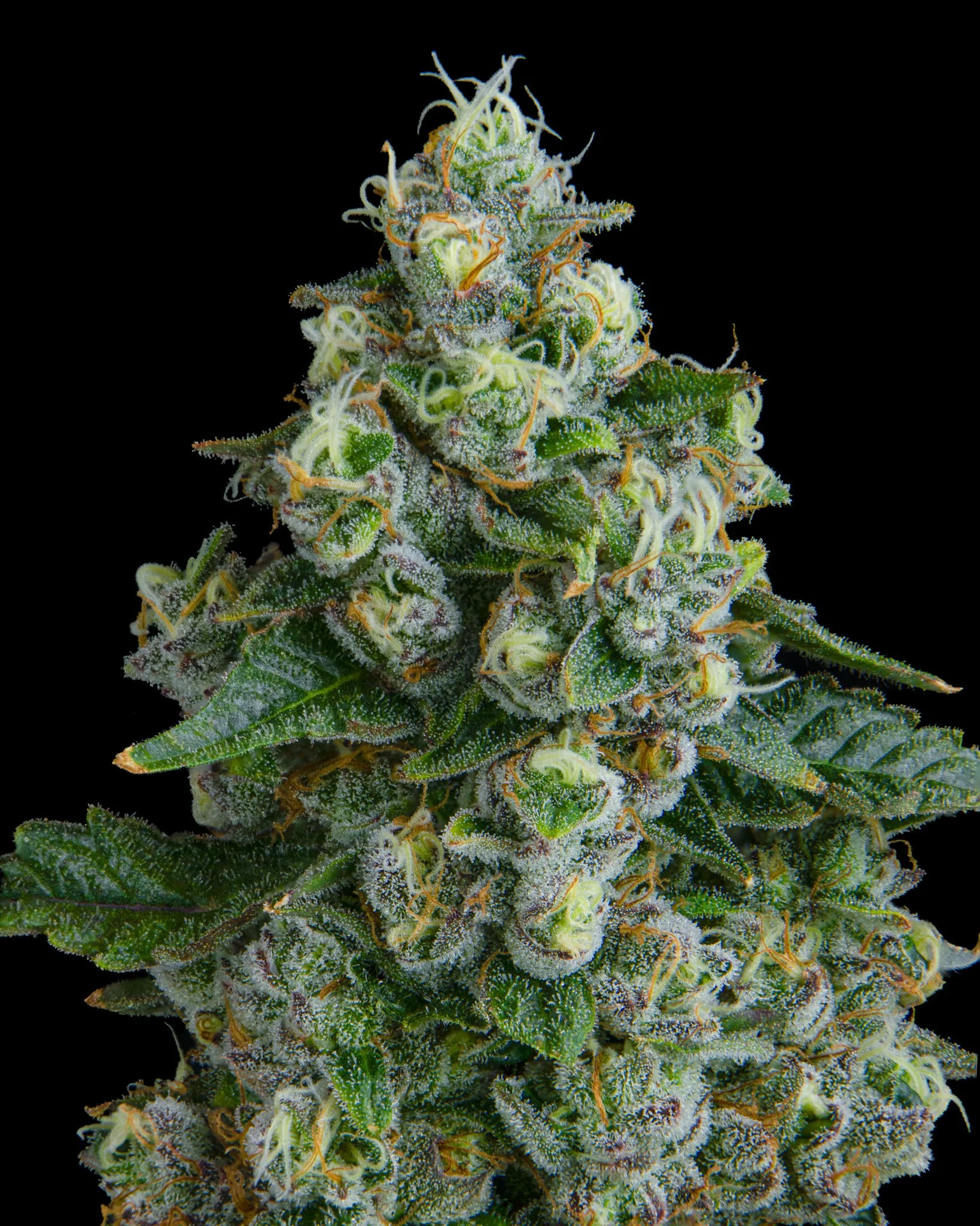 TRIPLE BURGER - RIVERISDE VIBES - HARVEST SHOOT 1-8.jpg