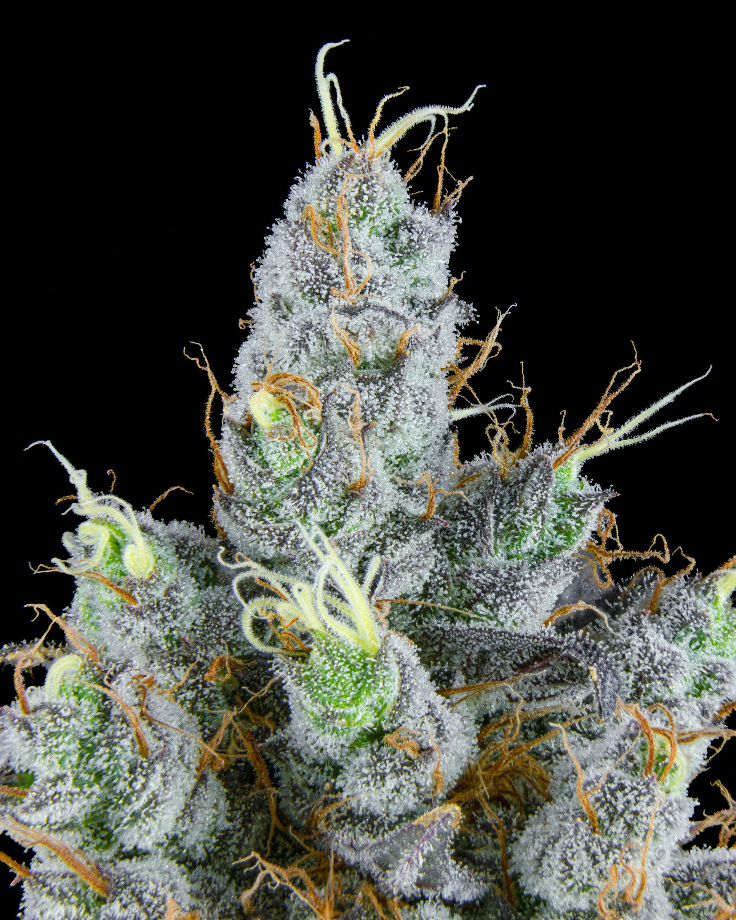 FIRE FRESH B19 HARVEST - BL1-3.jpg