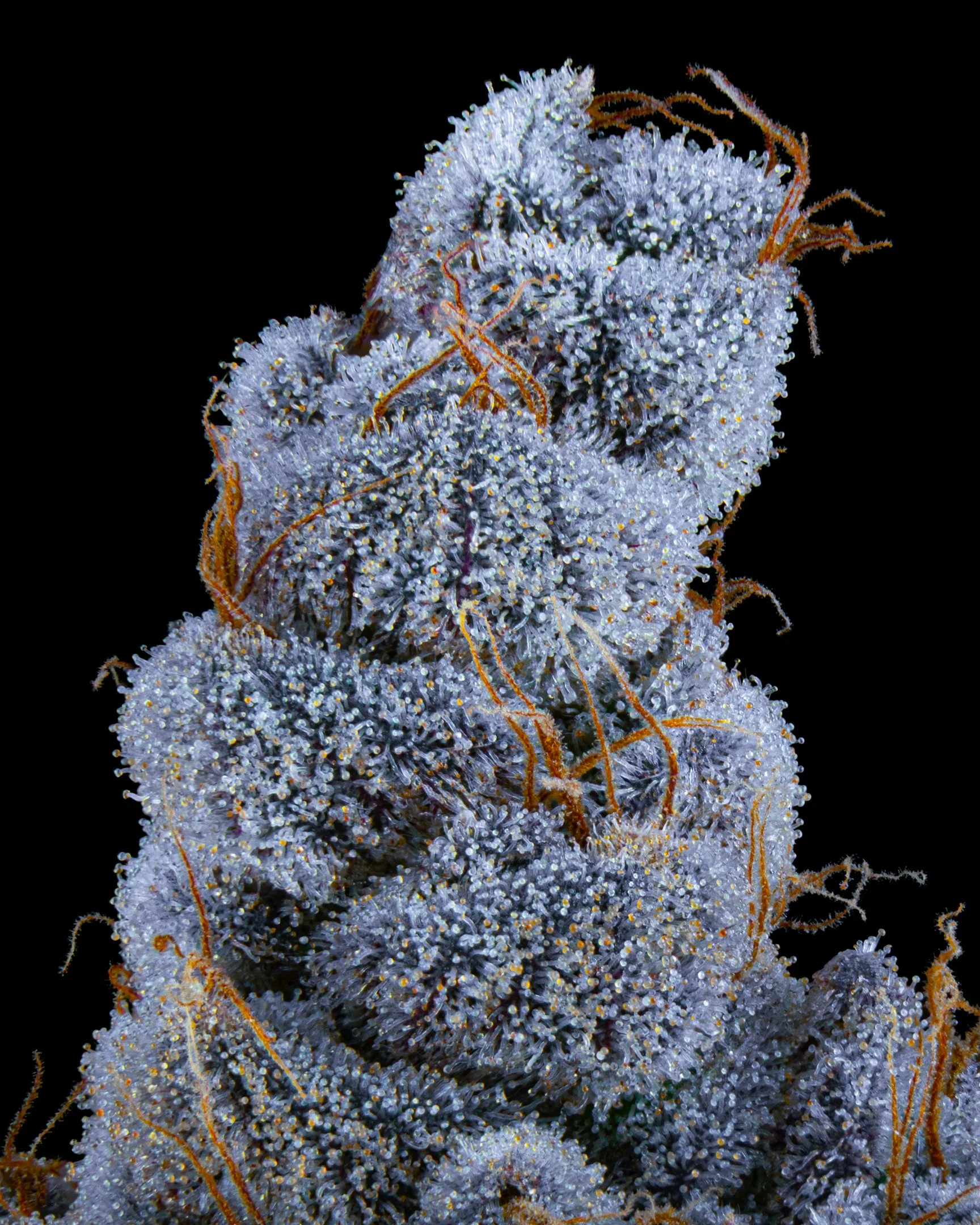 JANKY BREATH FFF 26-B1-4.jpg