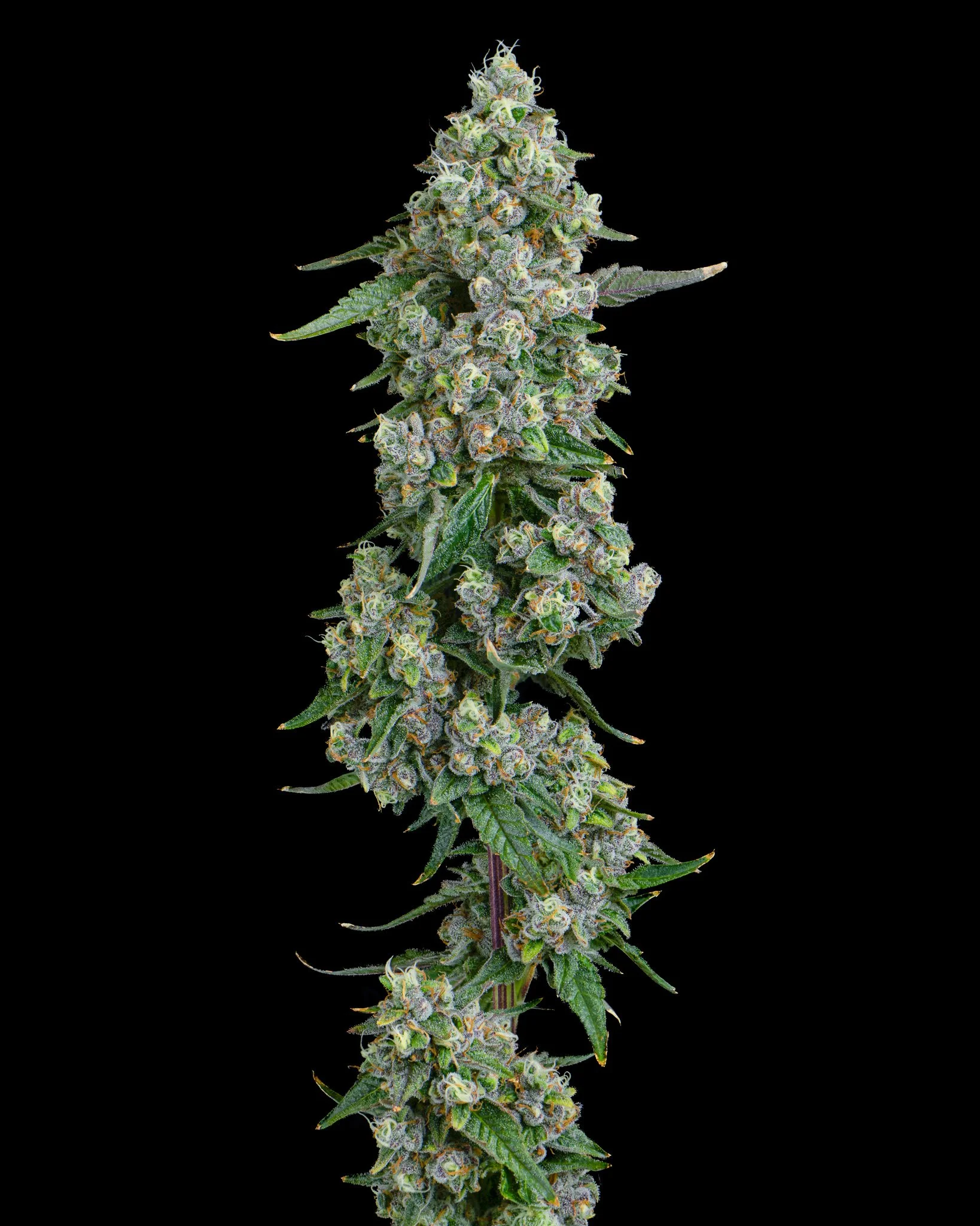 TRIPLE BURGER - RIVERISDE VIBES - HARVEST SHOOT 1-4.jpg