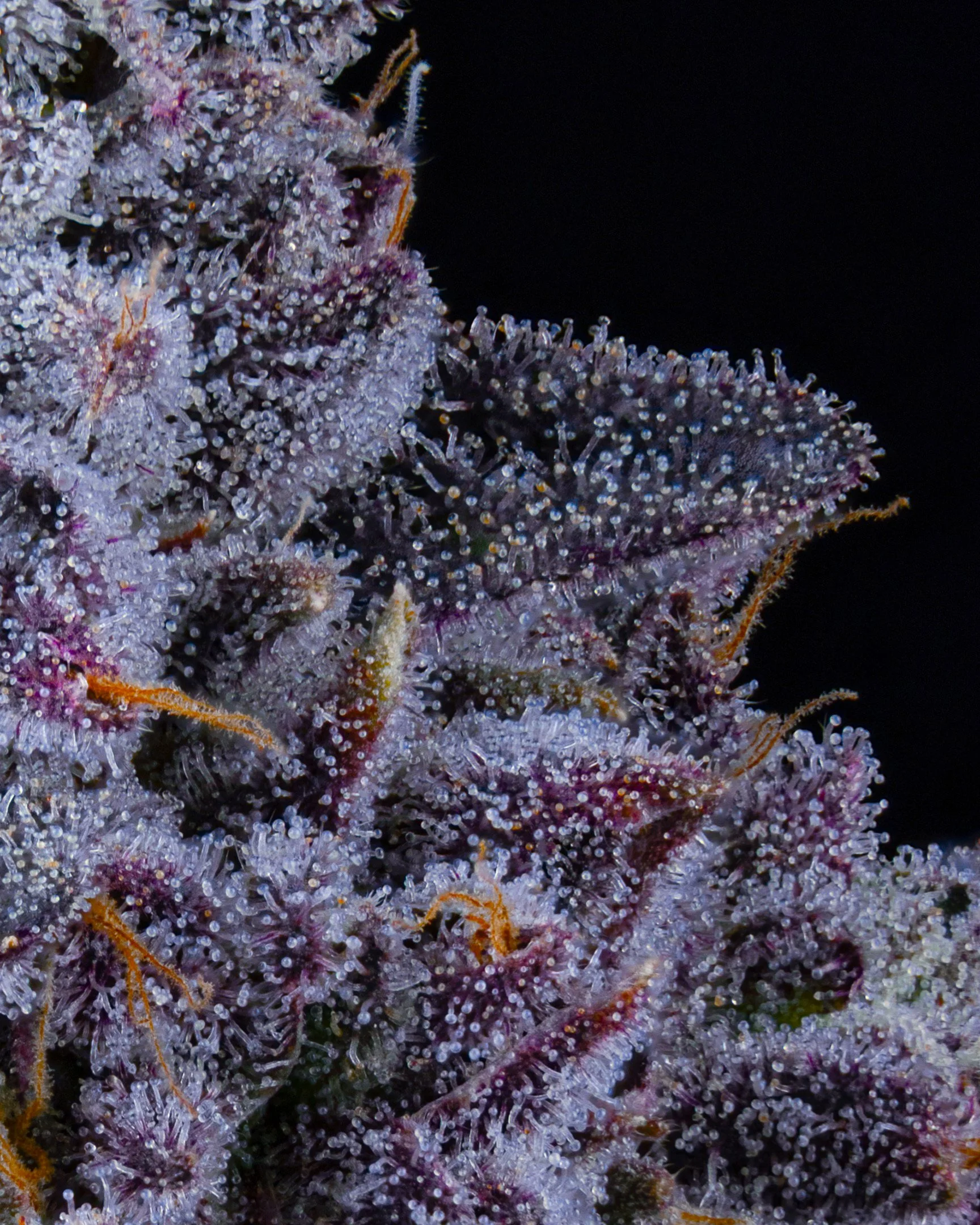 POJ EDIT UPDATE - EXILE CANNABIS SHOOT 1-2.jpg
