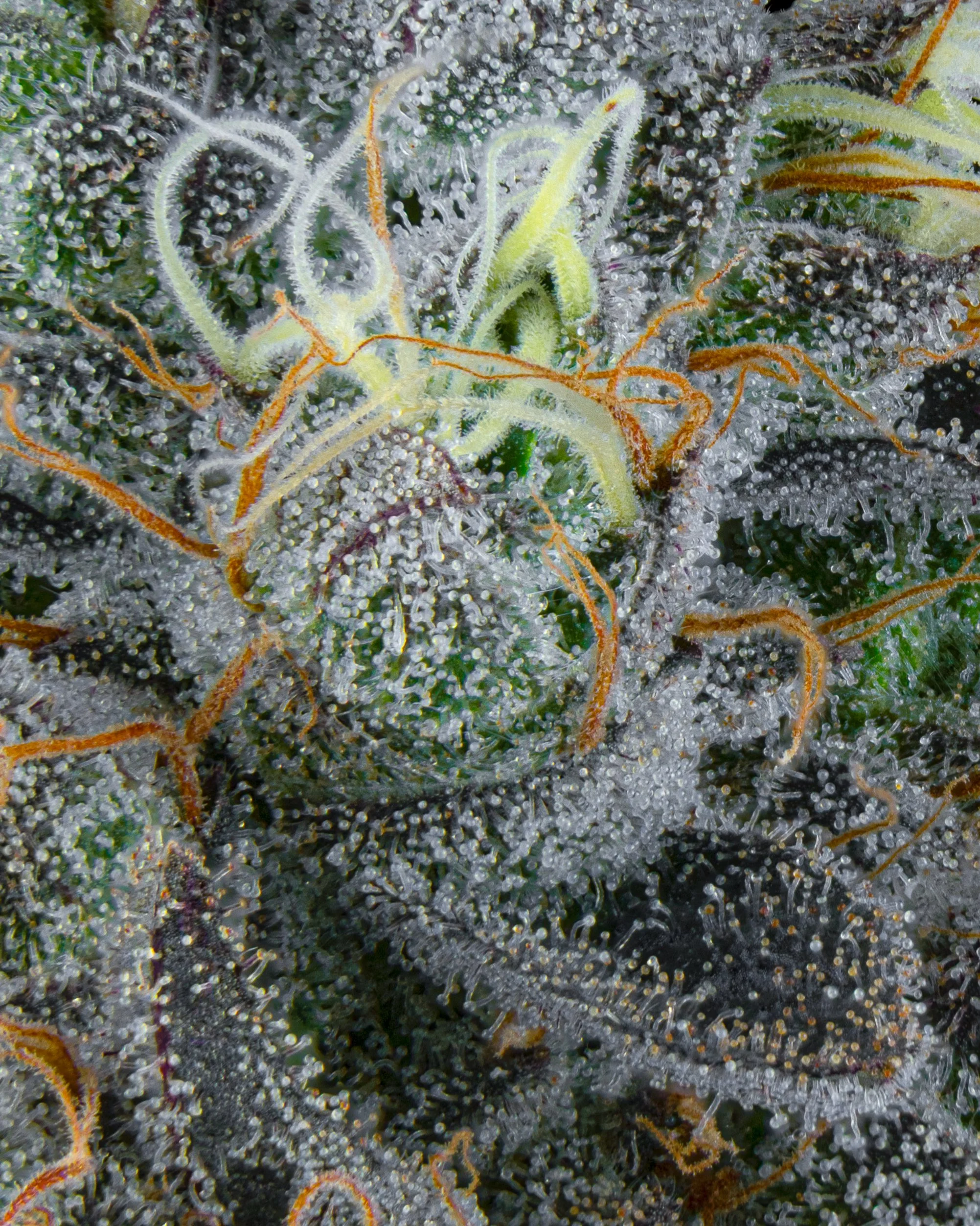 FIRE FRESH B19 HARVEST - ZG - WEB-4.jpg