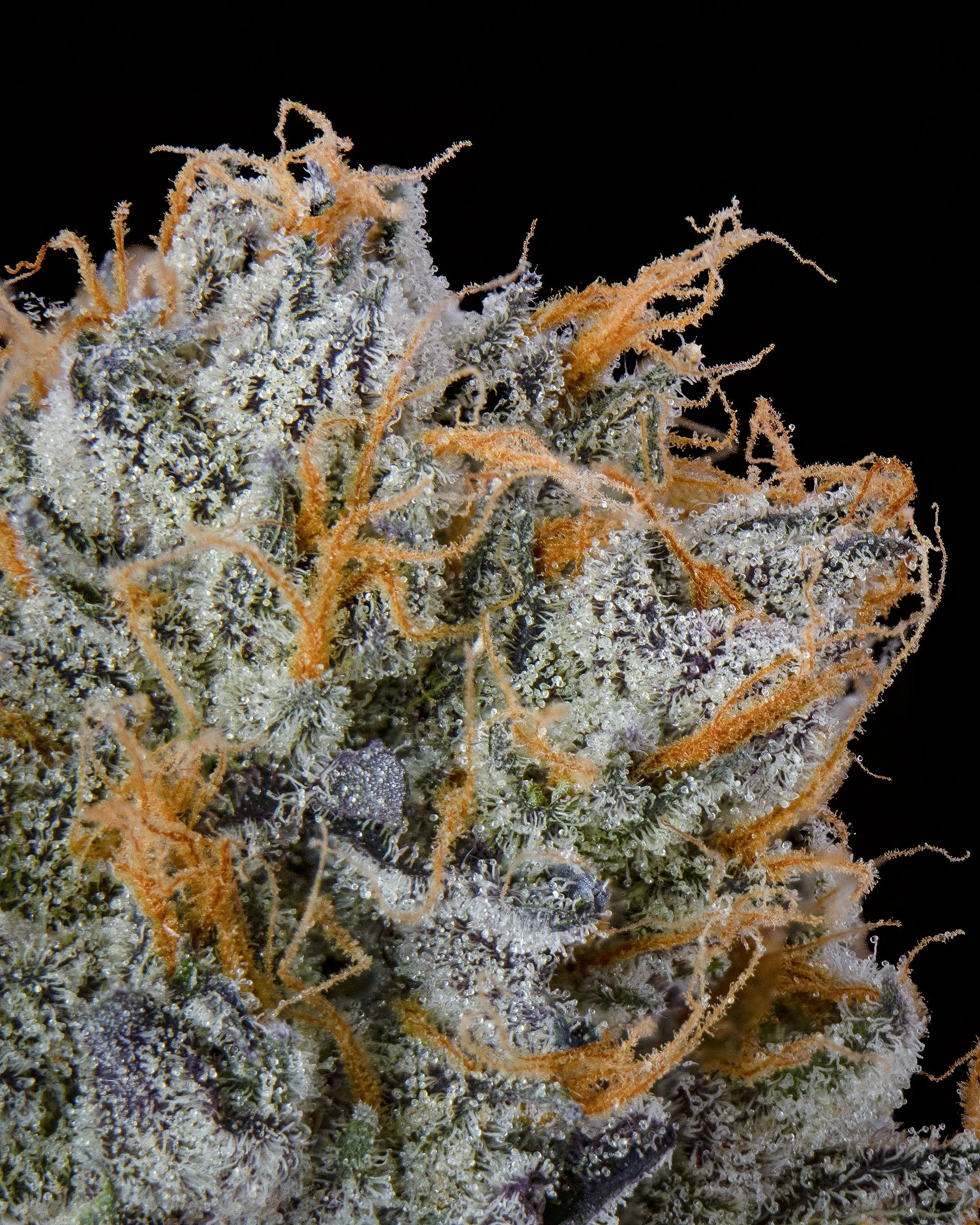 FGS - 41 YUM - MACRO-2.jpg