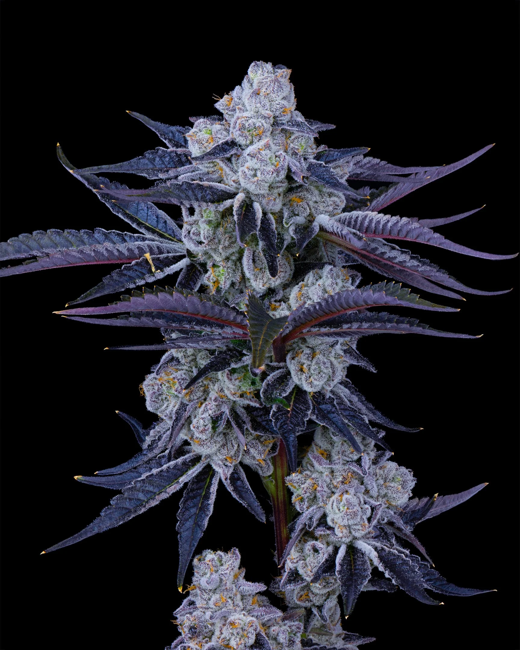PURPATRON EDIT UPDATE - EXILE CANNABIS SHOOT 1-3.jpg