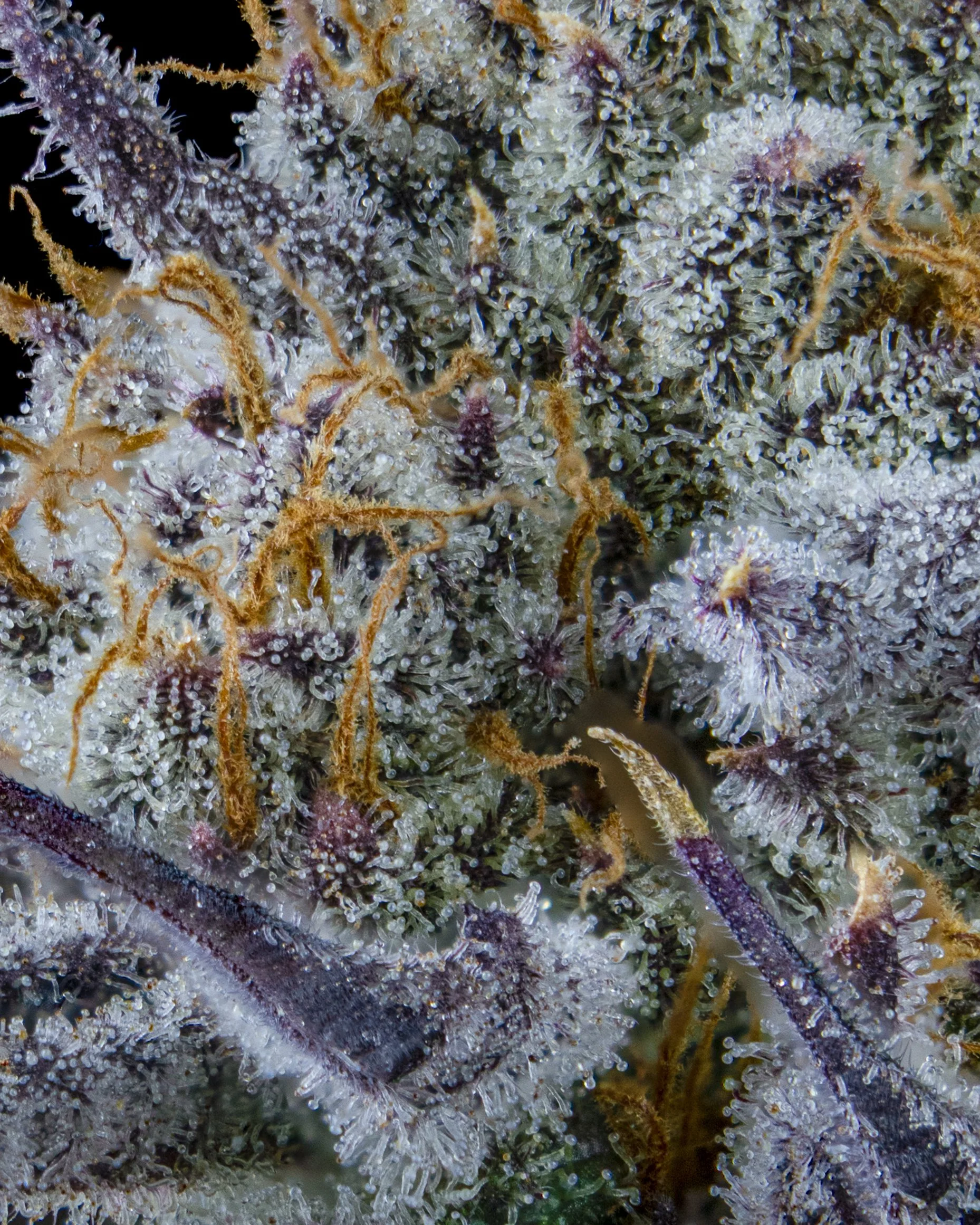 yoga bitch b17 harvest-9.jpg