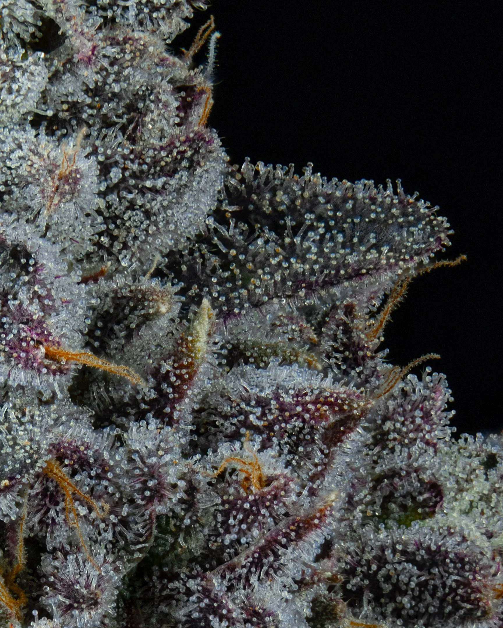 POJ - EXILE CANNABIS - HARVEST - 2.jpg