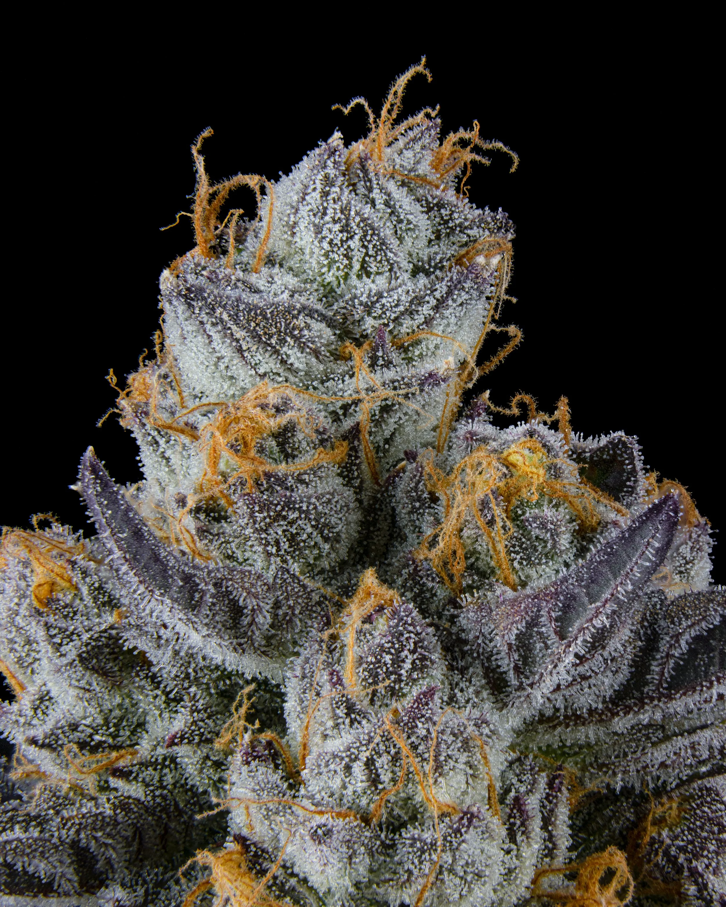FIRE FRESH B19 HARVEST - TR-7.jpg
