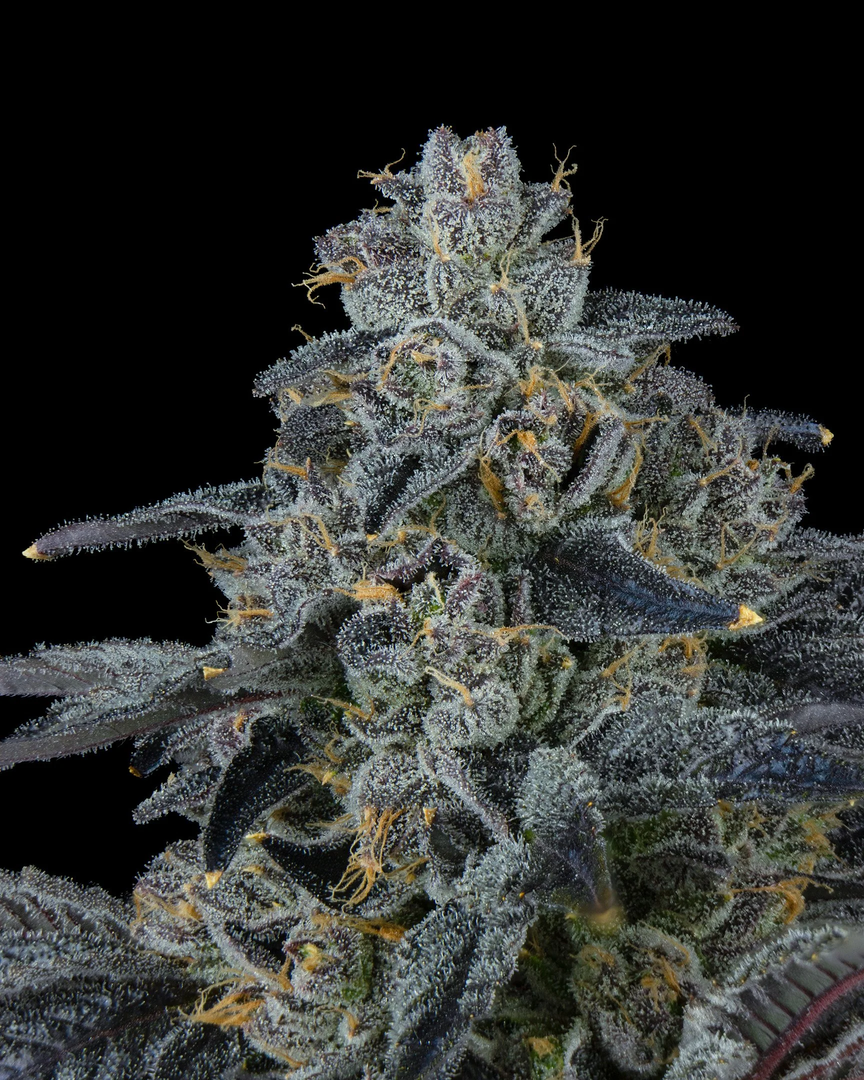 TRAK - EXILE CANNABIS - HARVEST - 8.jpg