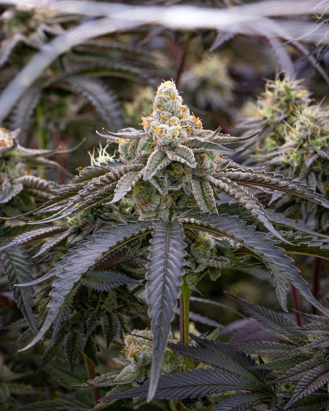 FIRE FRESH - B26-1 - BLOOM WK6-2.jpg