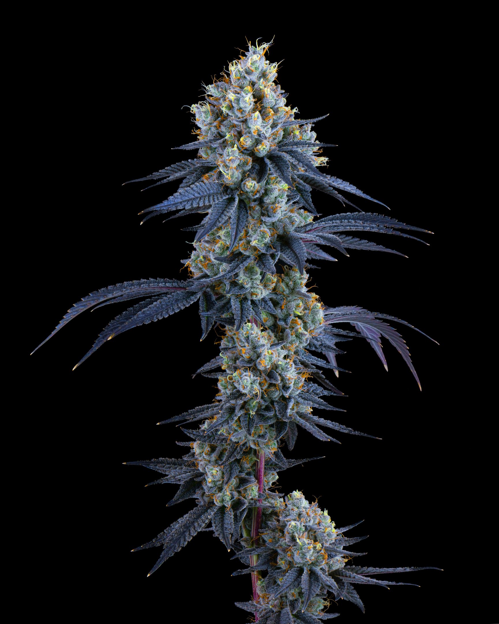 Z GUSHERS FFF 26-B1-2.jpg