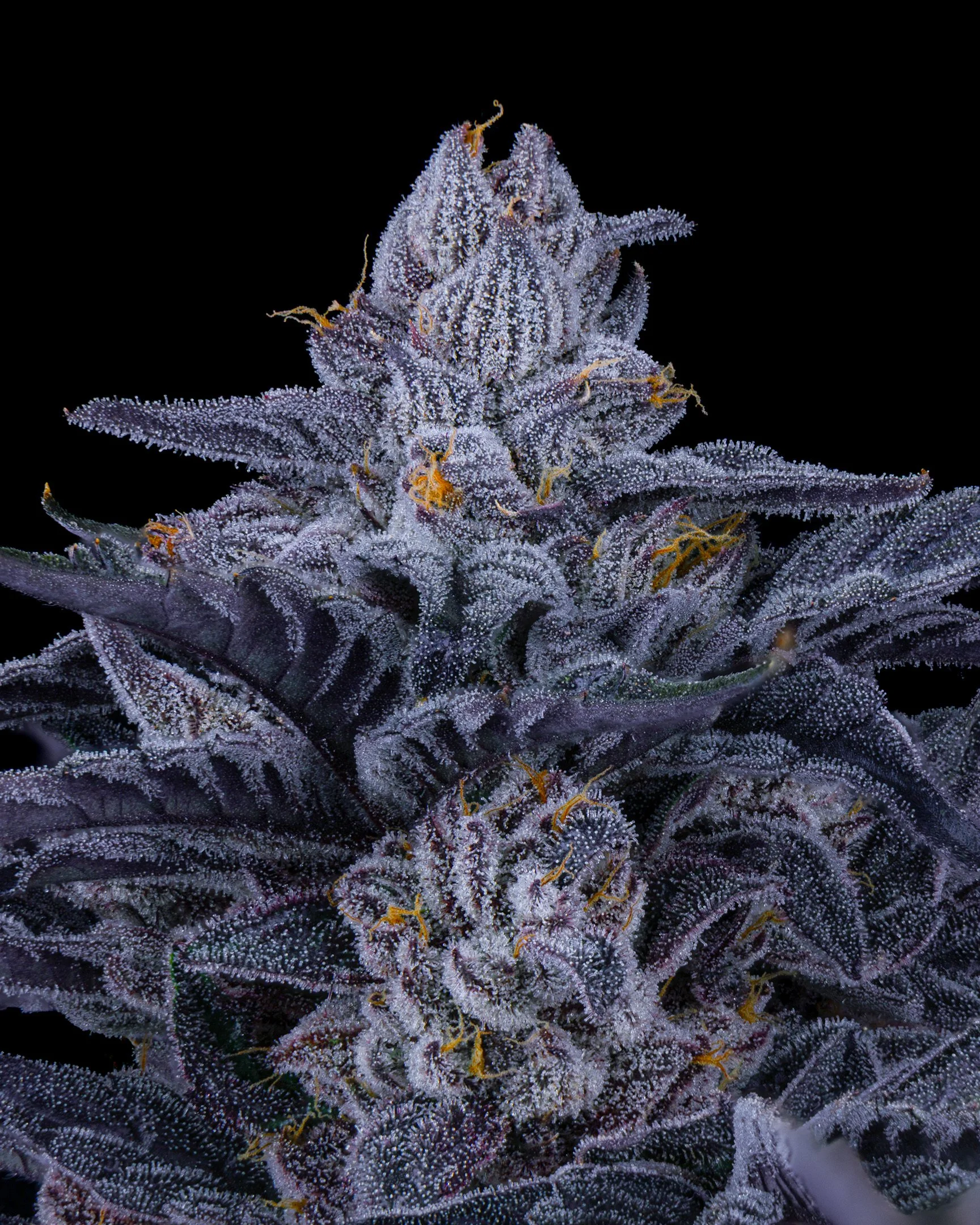 RED HOTZ EDIT UPDATE - EXILE CANNABIS SHOOT 1-4.jpg