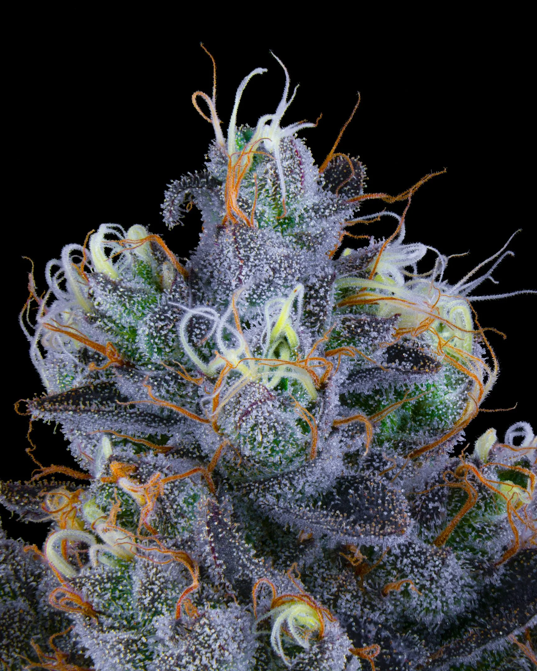 Z GUSHERS FFF 26-B1-8.jpg