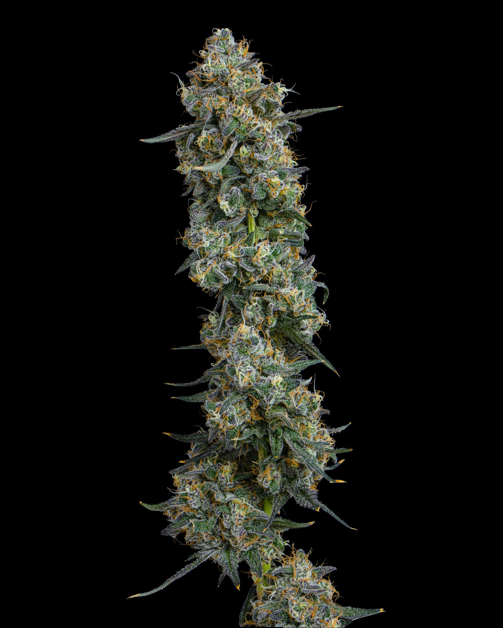 BLUEBERRY SCHNOP - RIVERISDE VIBES - HARVEST SHOOT 1-4.jpg