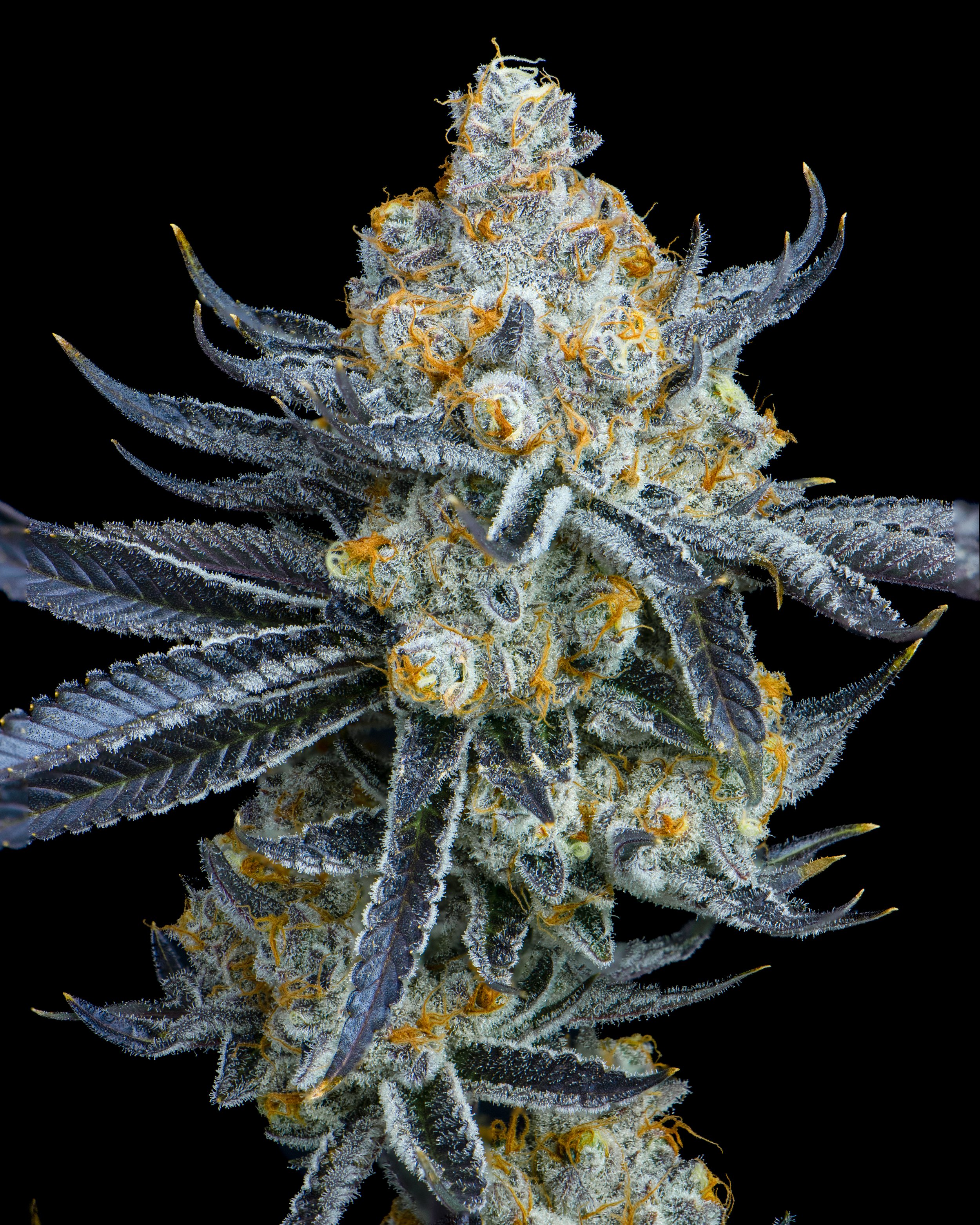 plat mango b15-5.jpg