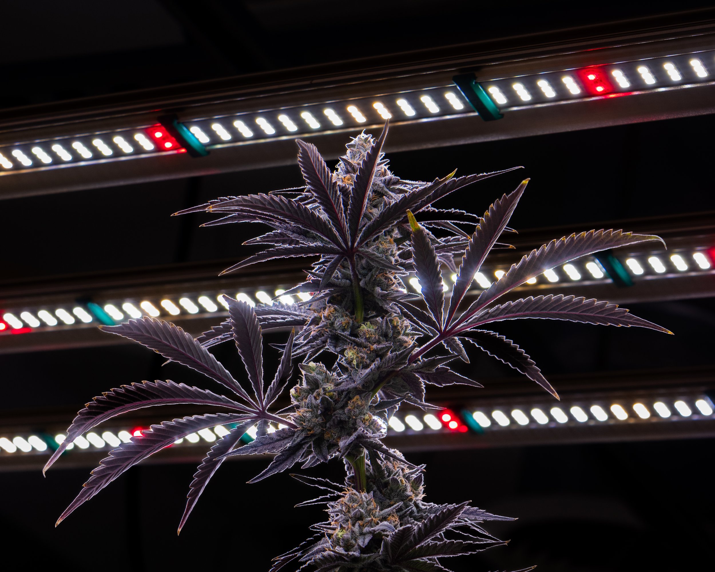 WEBSITE ASSET 2025 L&L.jpg