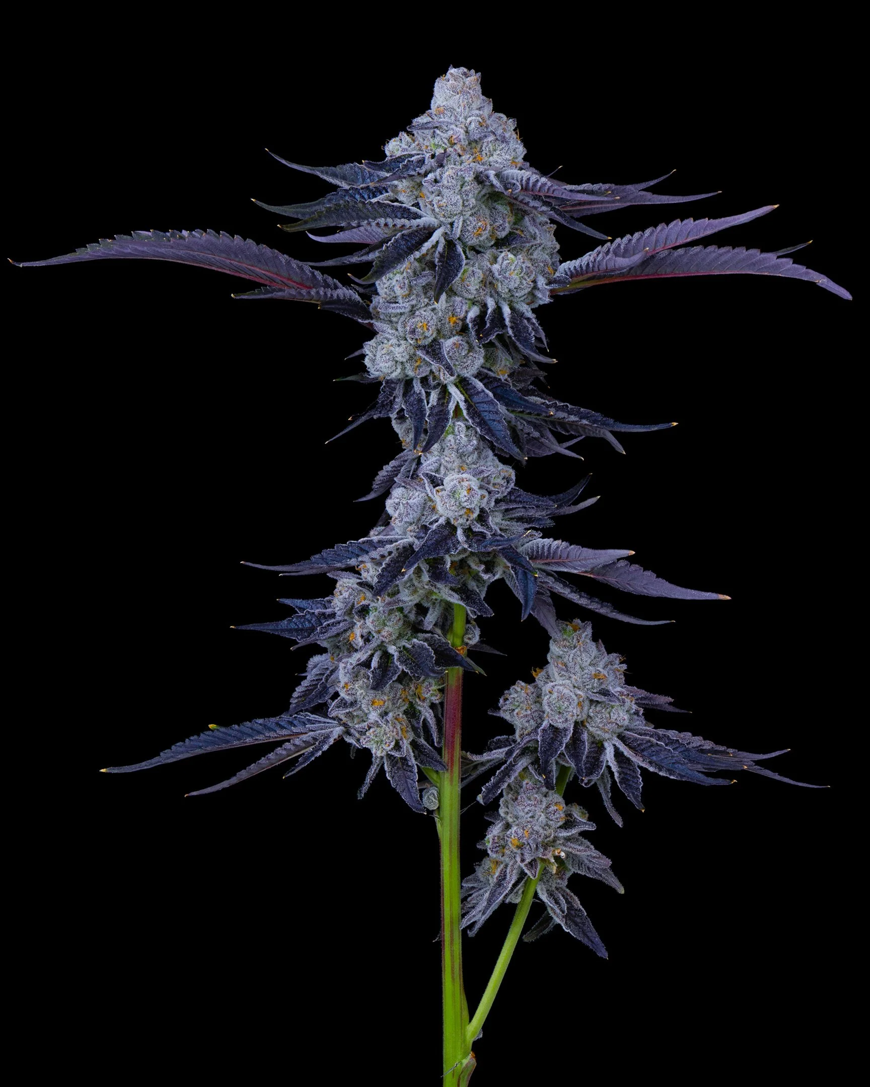PURPATRON EDIT UPDATE - EXILE CANNABIS SHOOT 1.jpg
