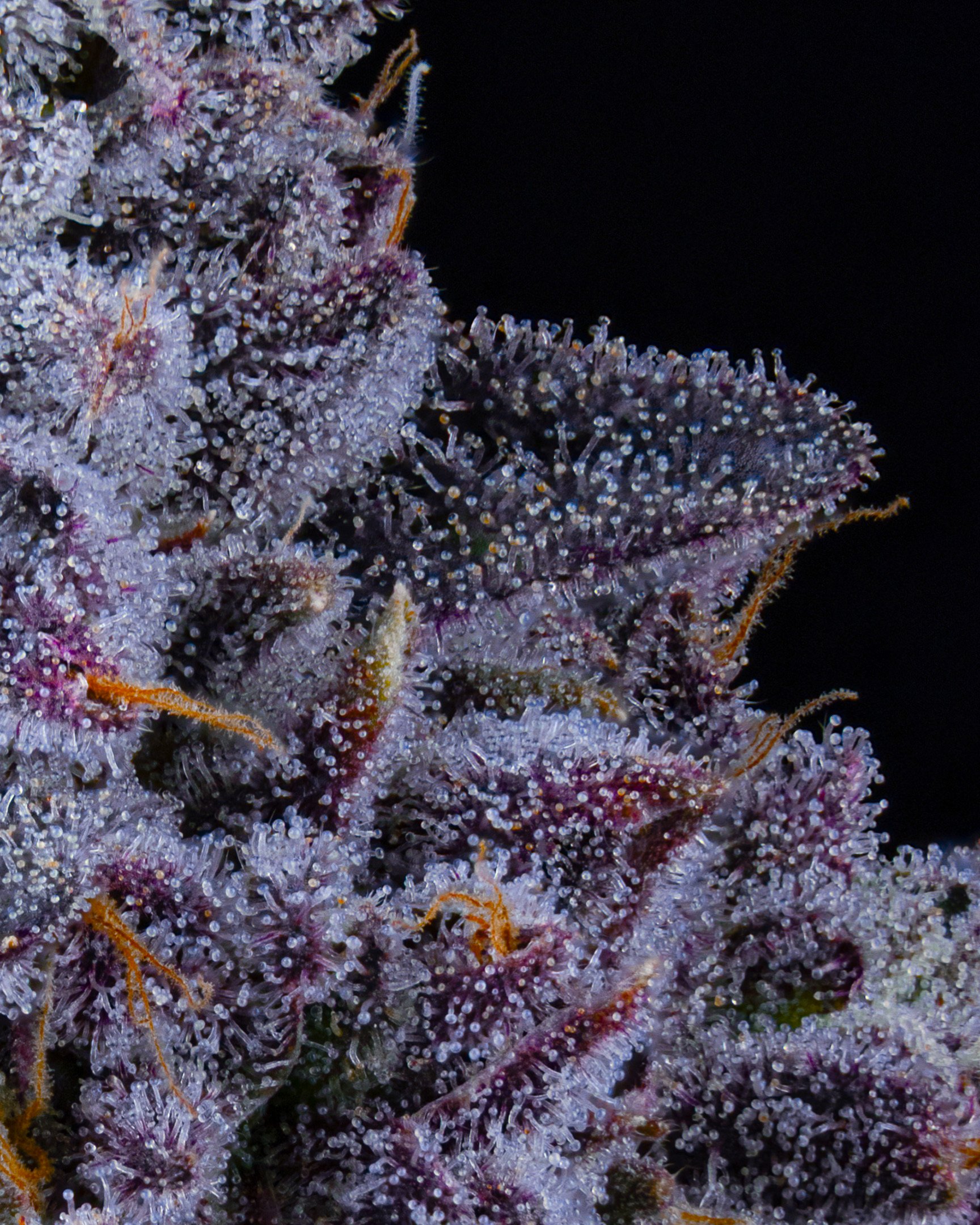 POJ EDIT UPDATE - EXILE CANNABIS SHOOT 1-2.jpg