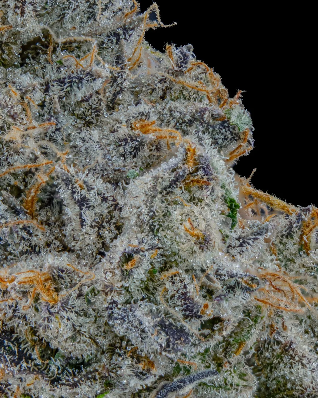 CHERRY PAYTON - FUNKS SHOOT 1  - CURED MENU-6.jpg