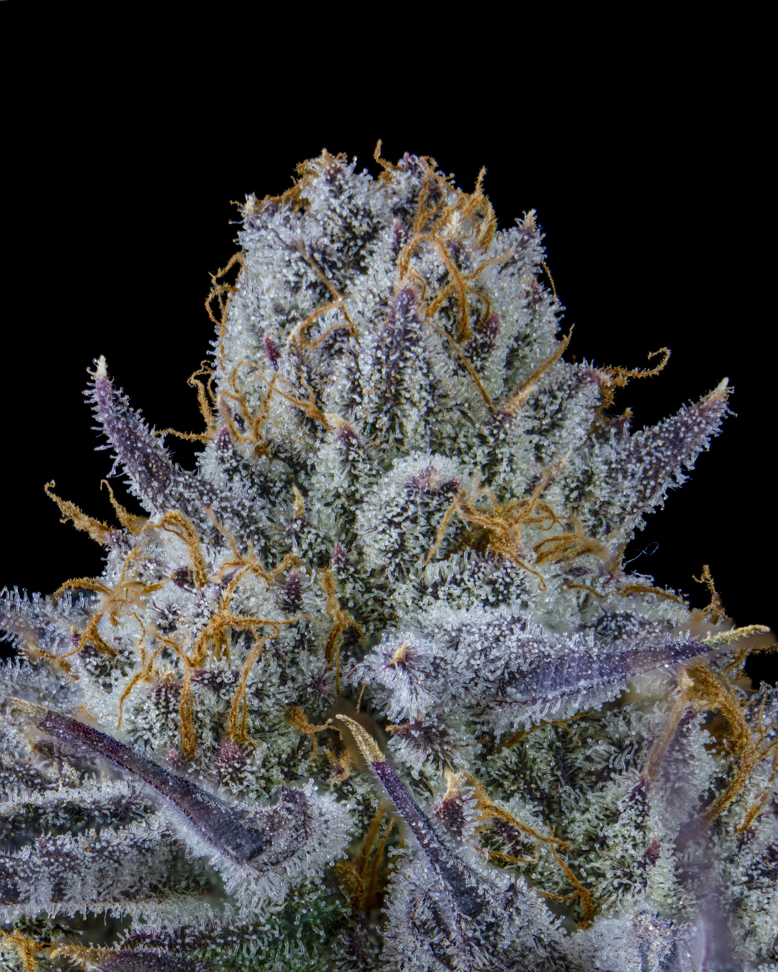 yoga bitch b17 harvest-8.jpg