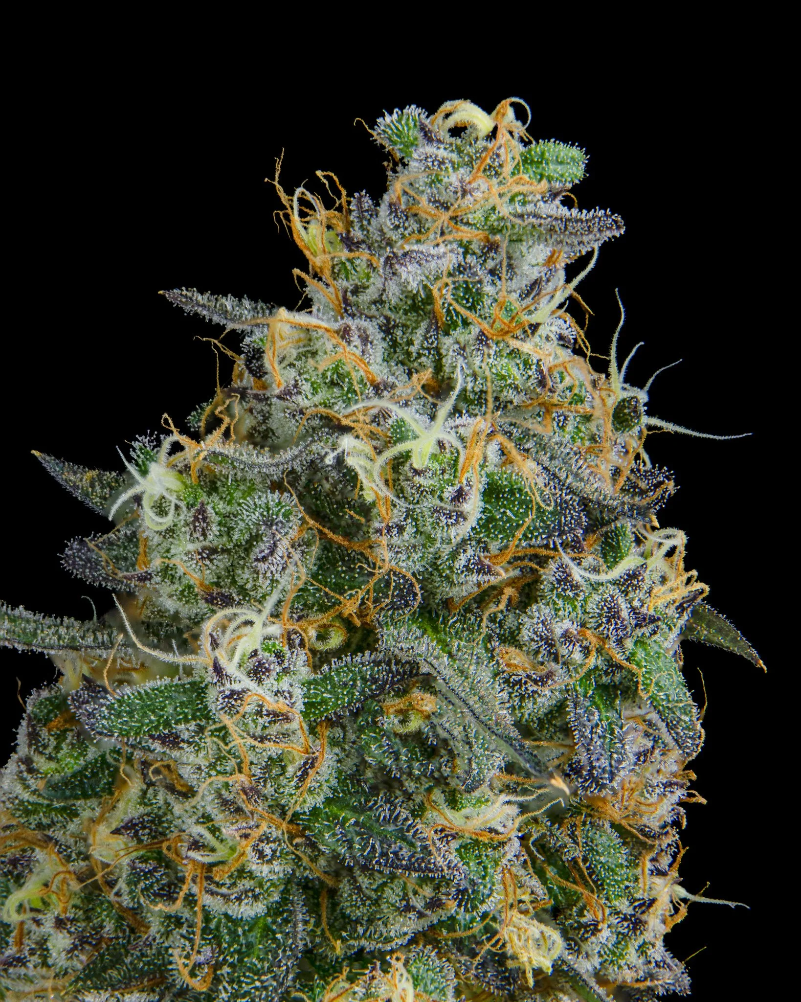 BLUEBERRY SCHNOP - RIVERISDE VIBES - HARVEST SHOOT 1-5.jpg